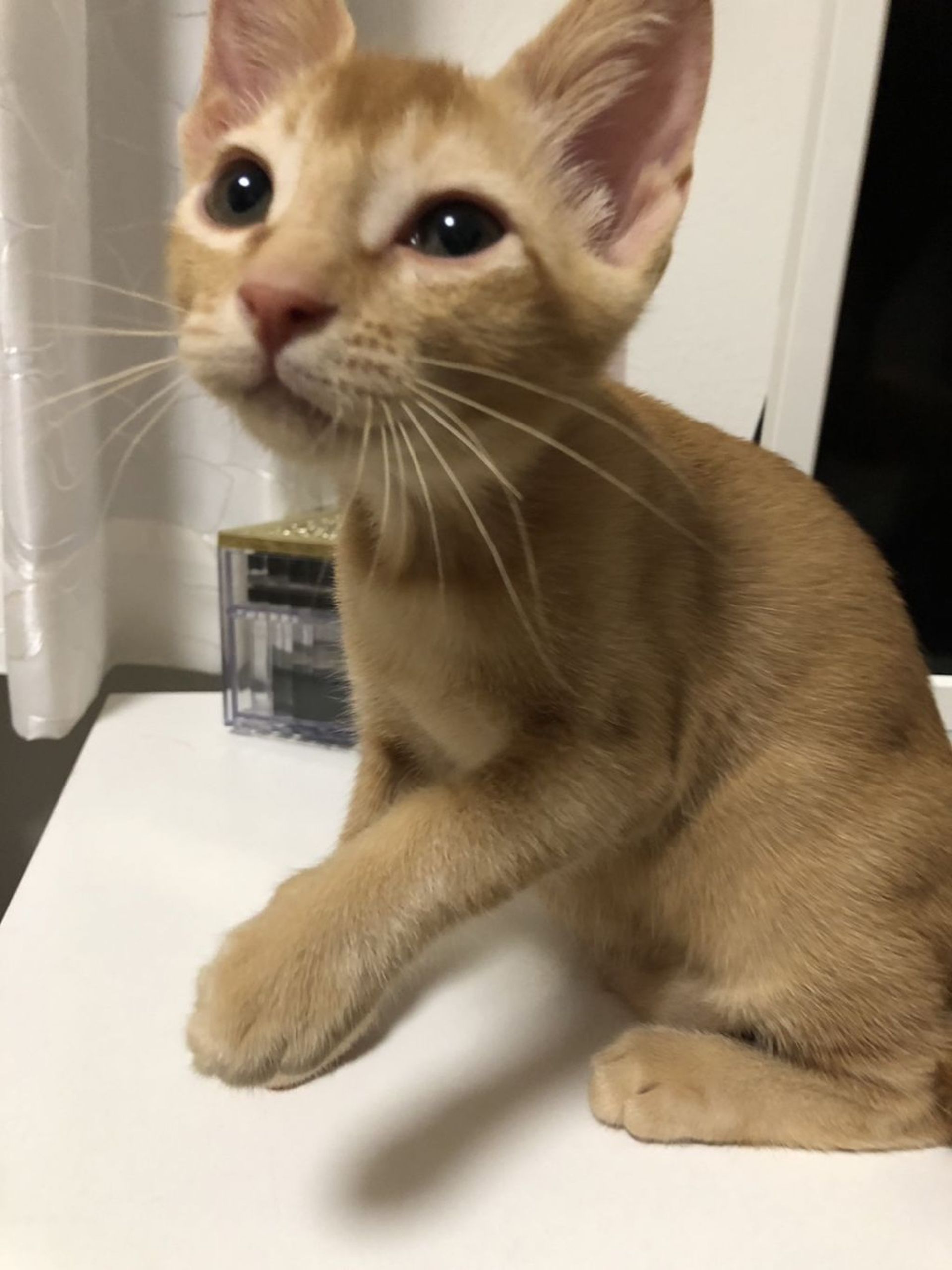 雑種（ミックス猫）・オスの里親募集の写真