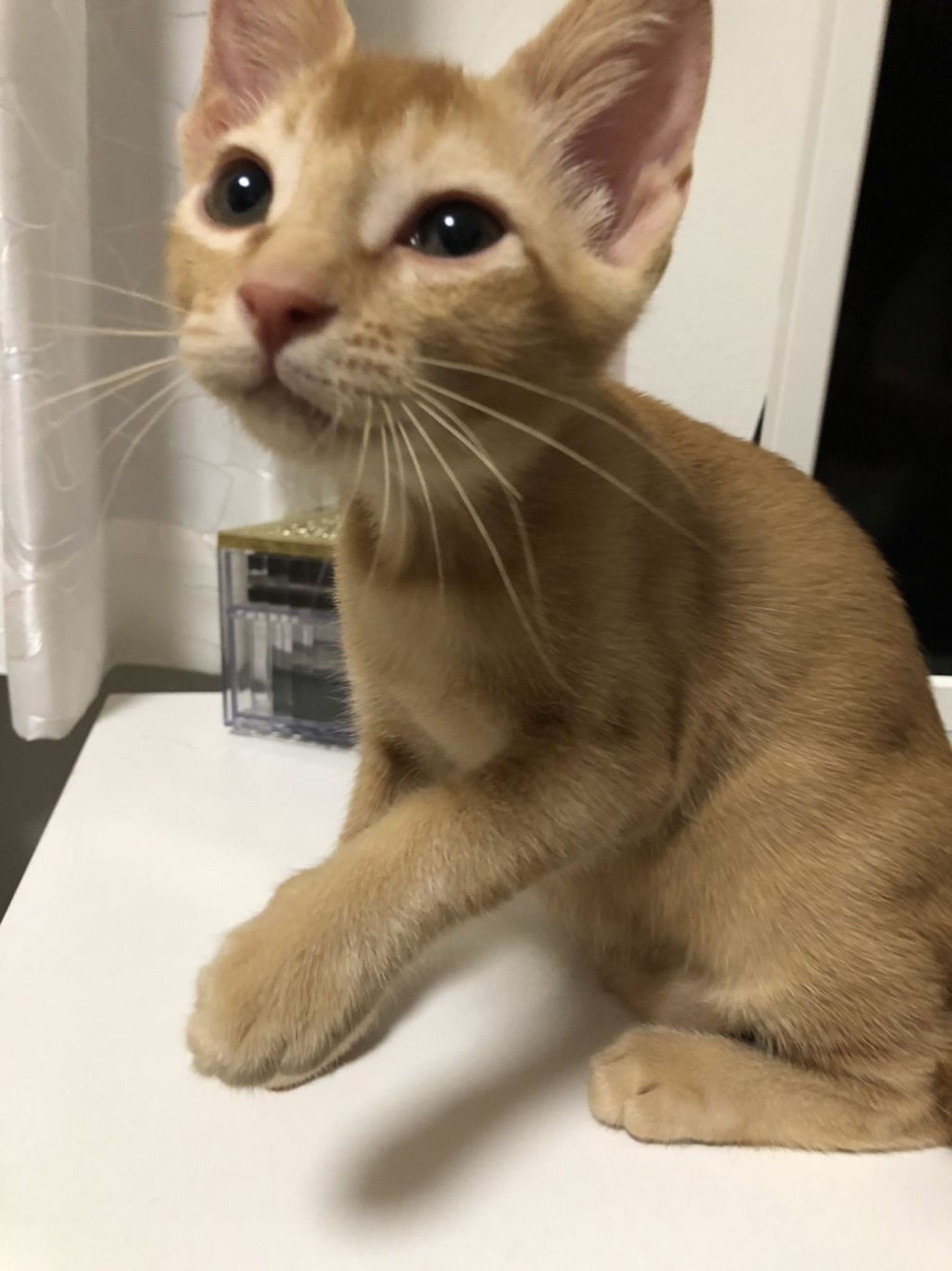 雑種（ミックス猫）・オスの里親募集の写真