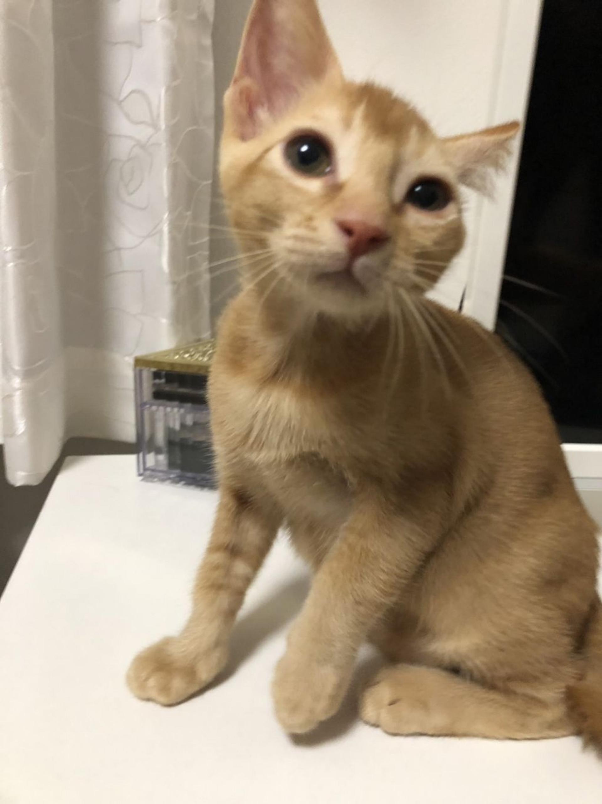 pet-image-4