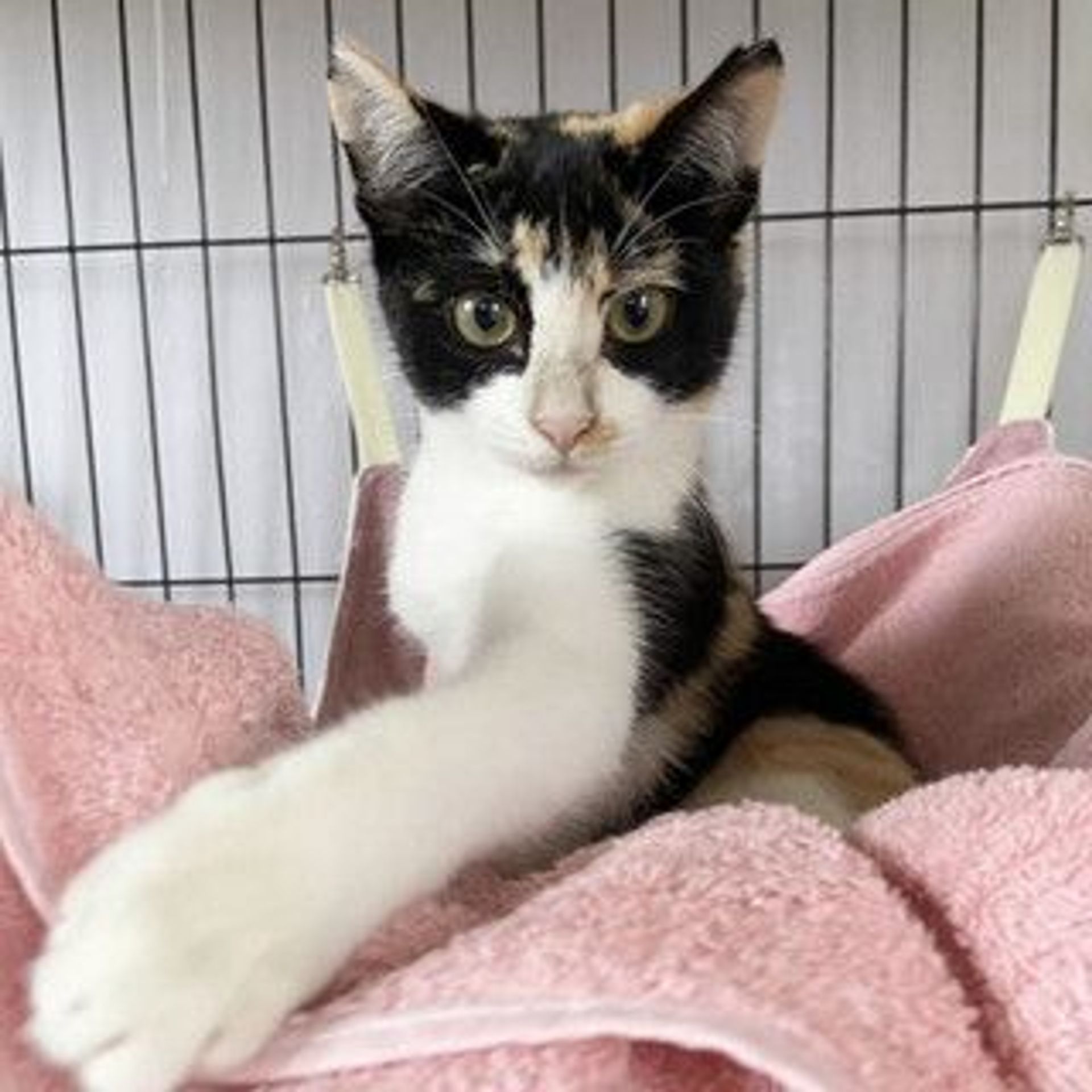 日本猫・メスの里親募集の写真
