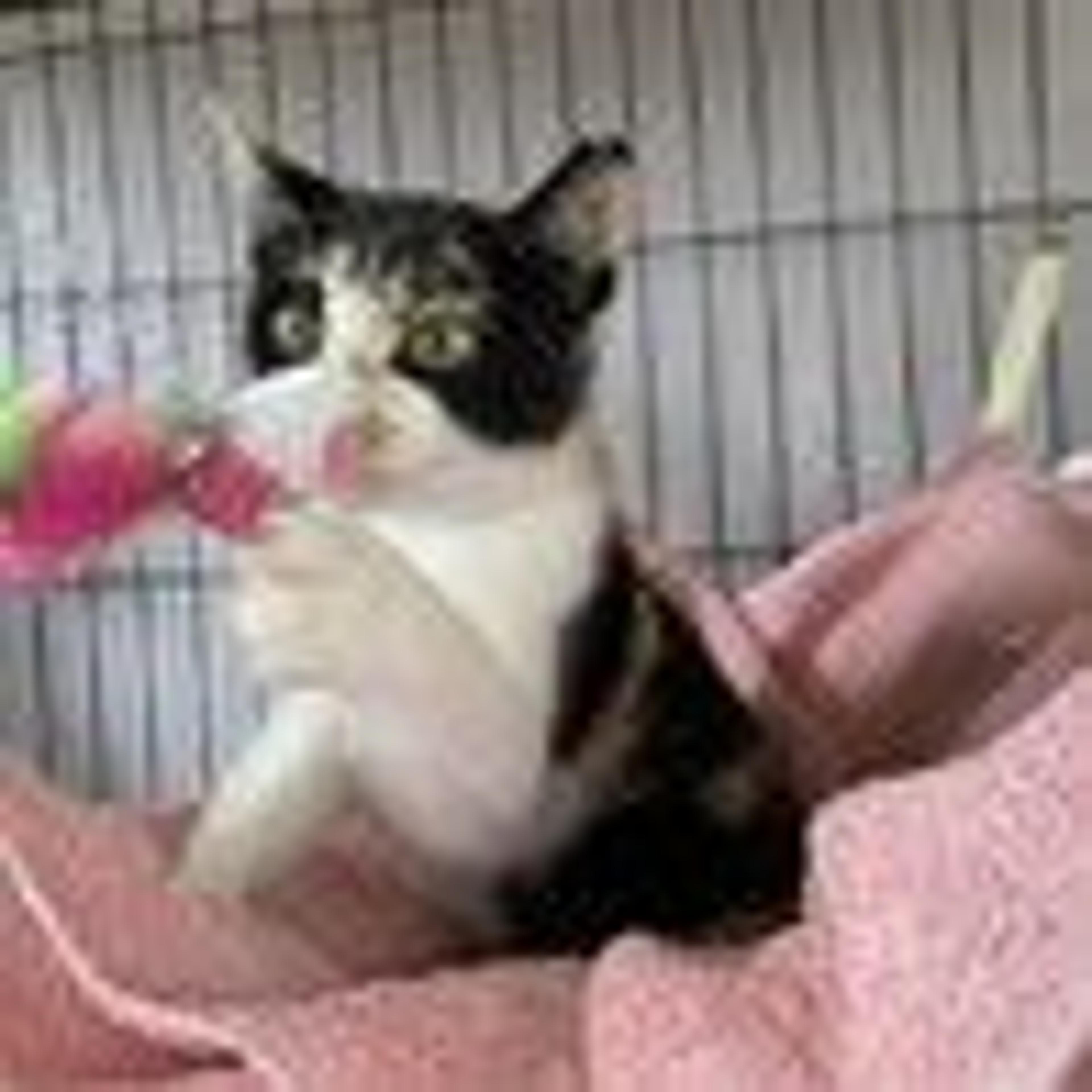 pet-image-2