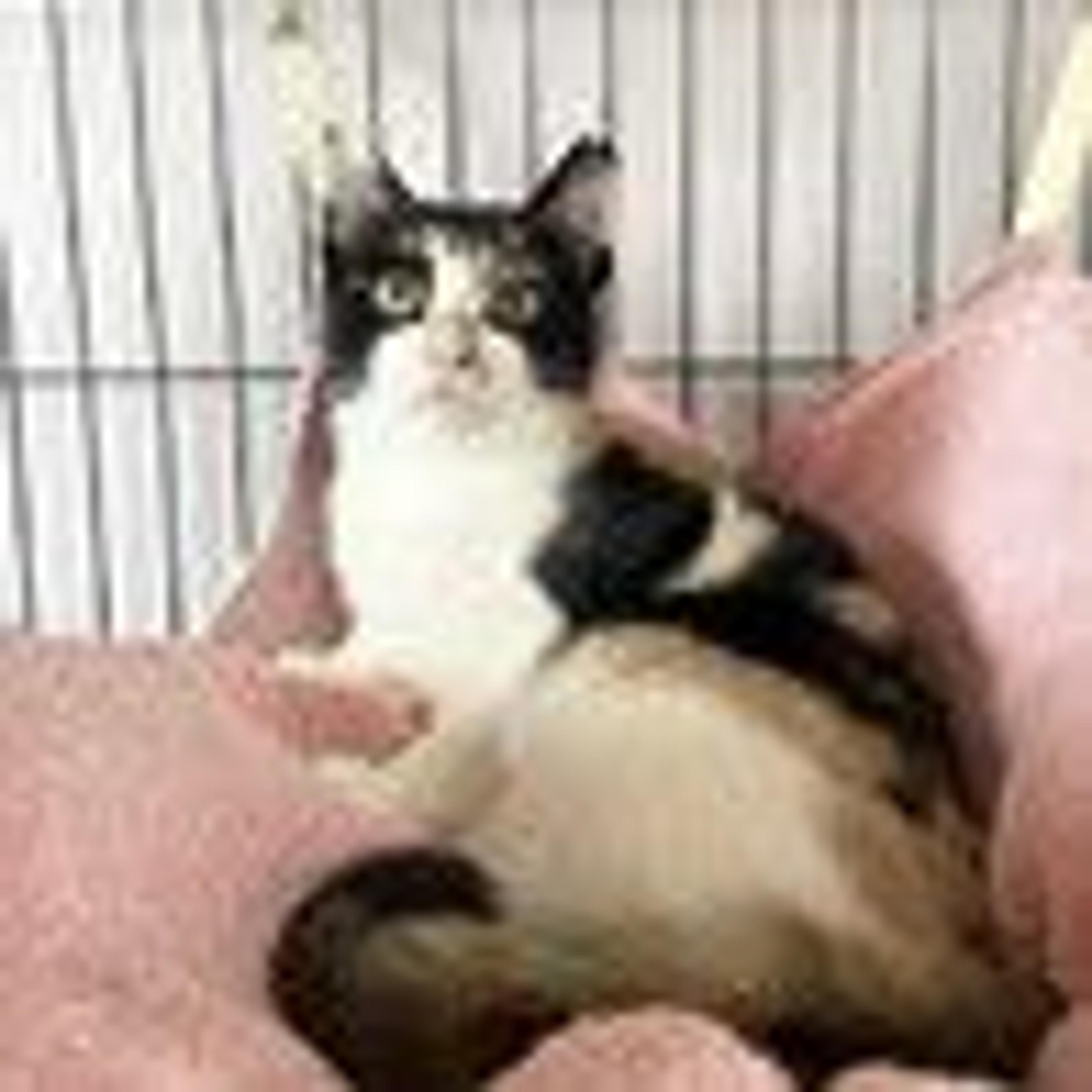 pet-image-3