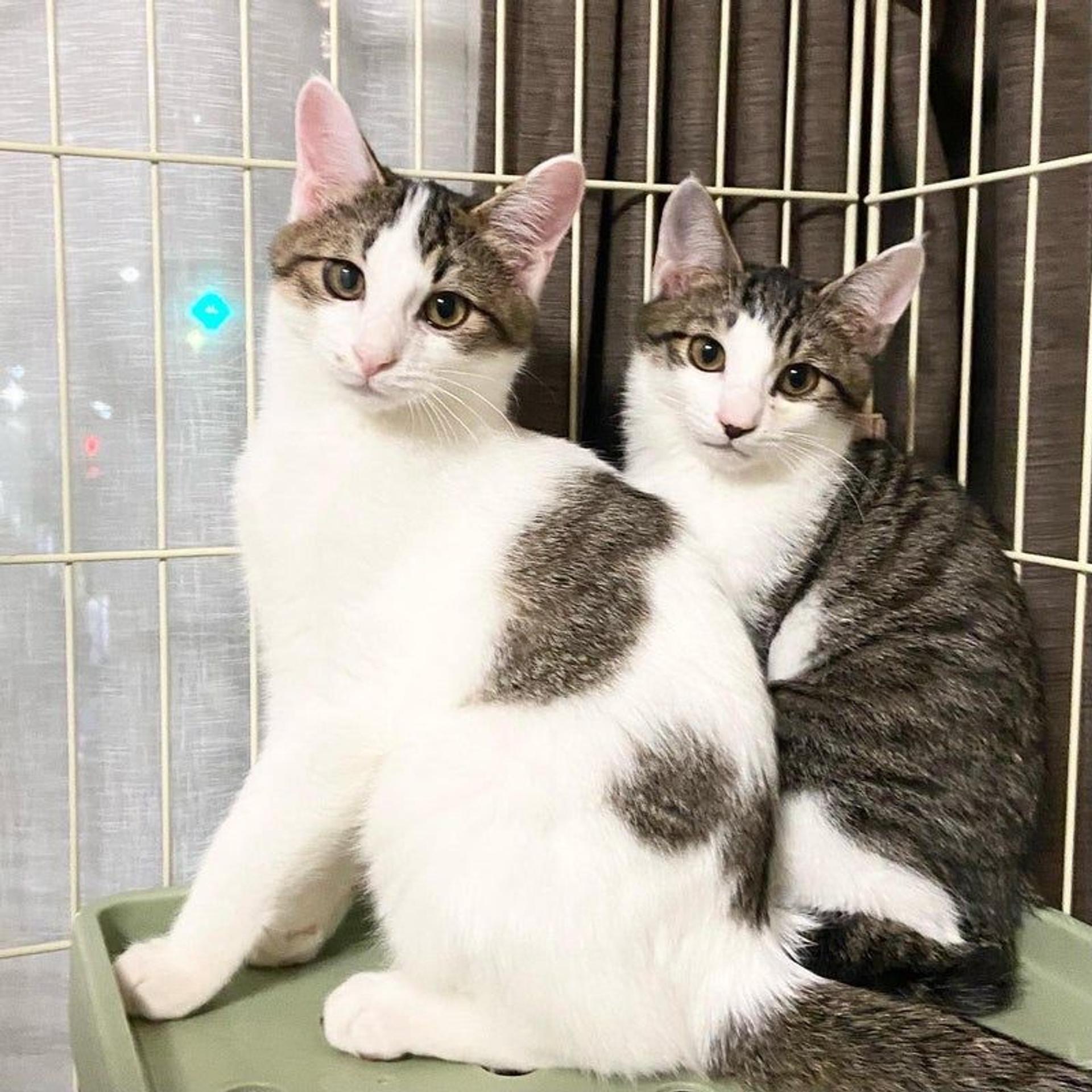 pet-image-3