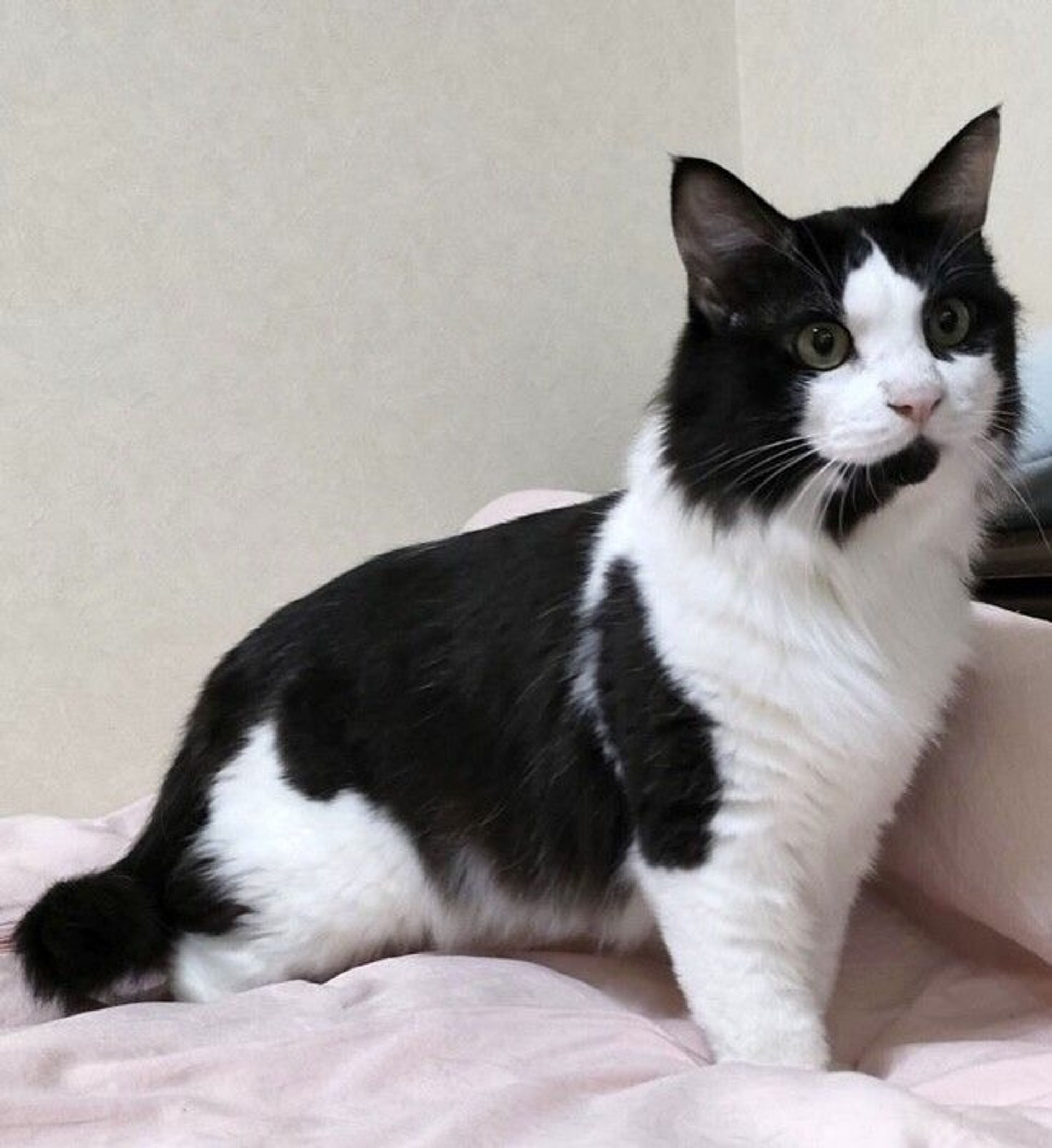 雑種（ミックス猫）・オスの里親募集の写真