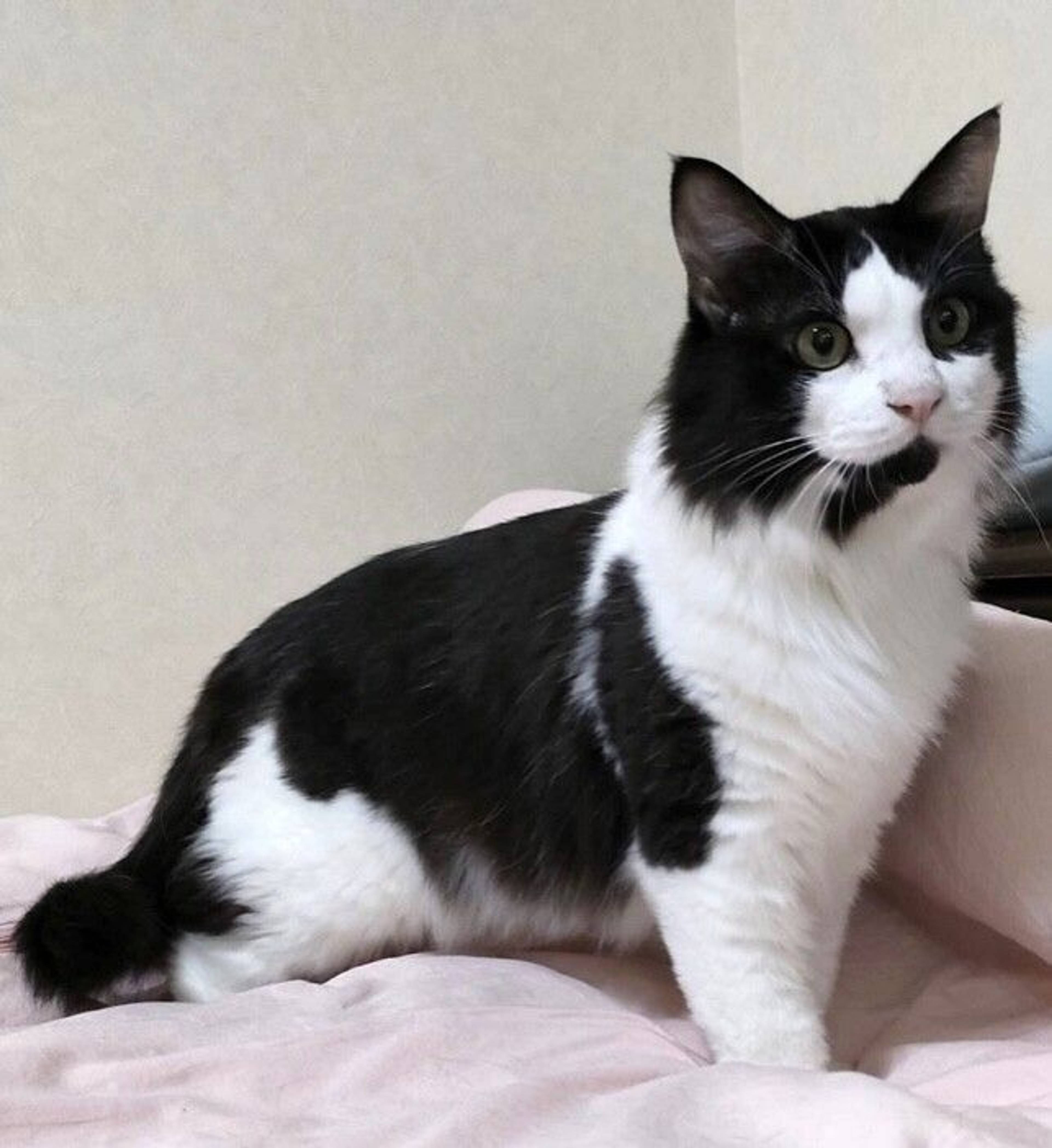 雑種（ミックス猫）・オスの里親募集の写真