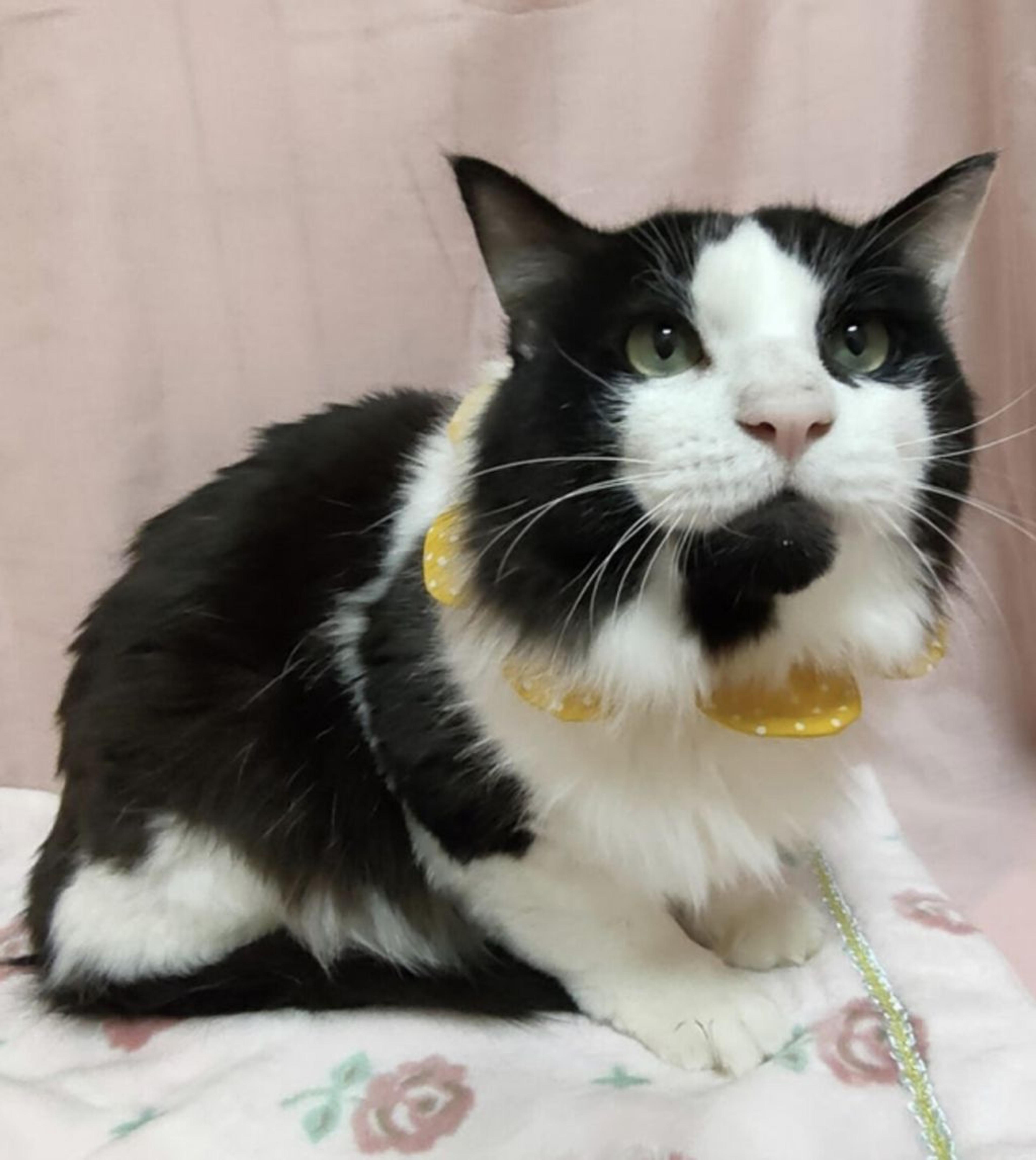 pet-image-2