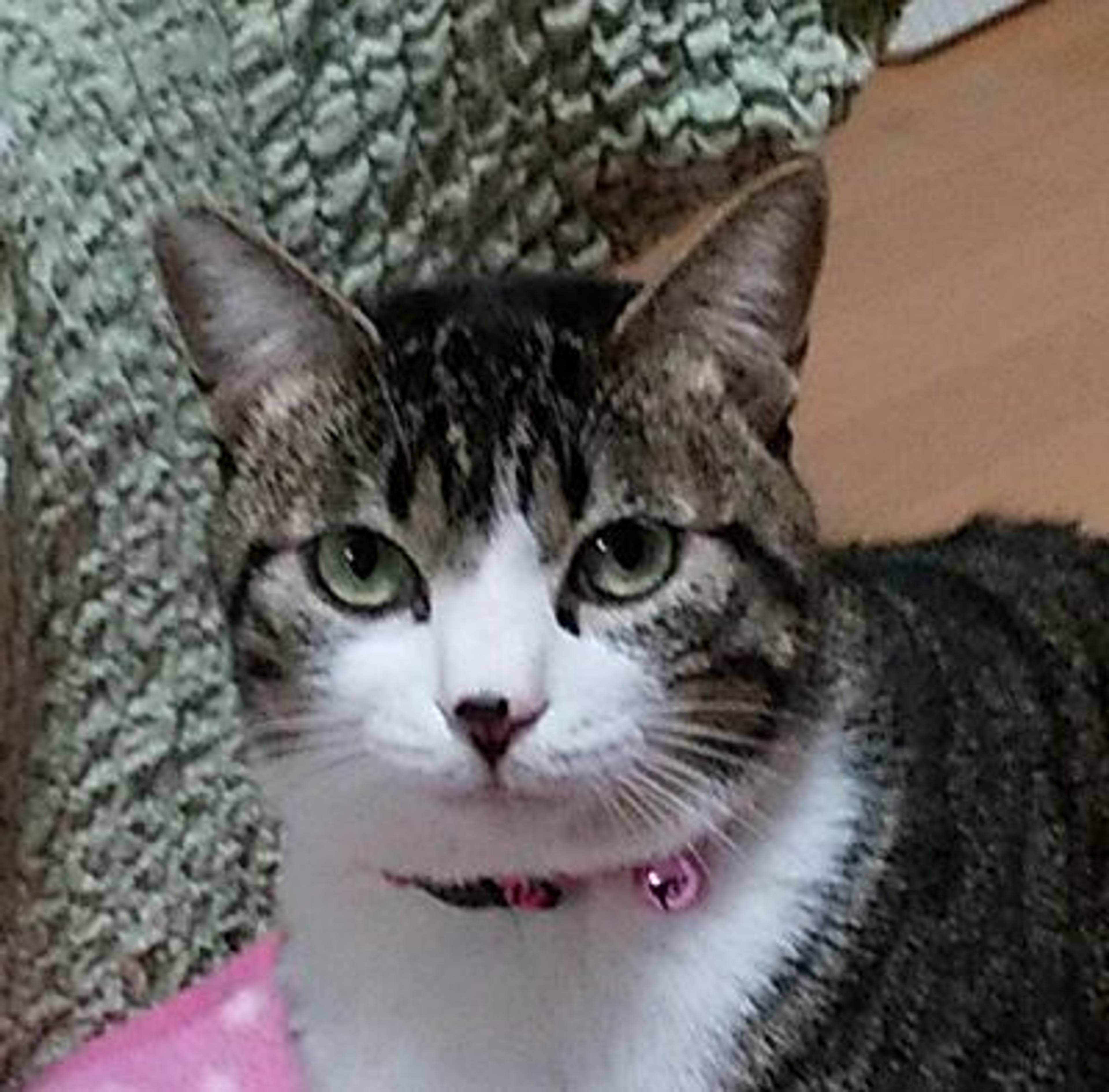雑種（ミックス猫）・オスの里親募集の写真