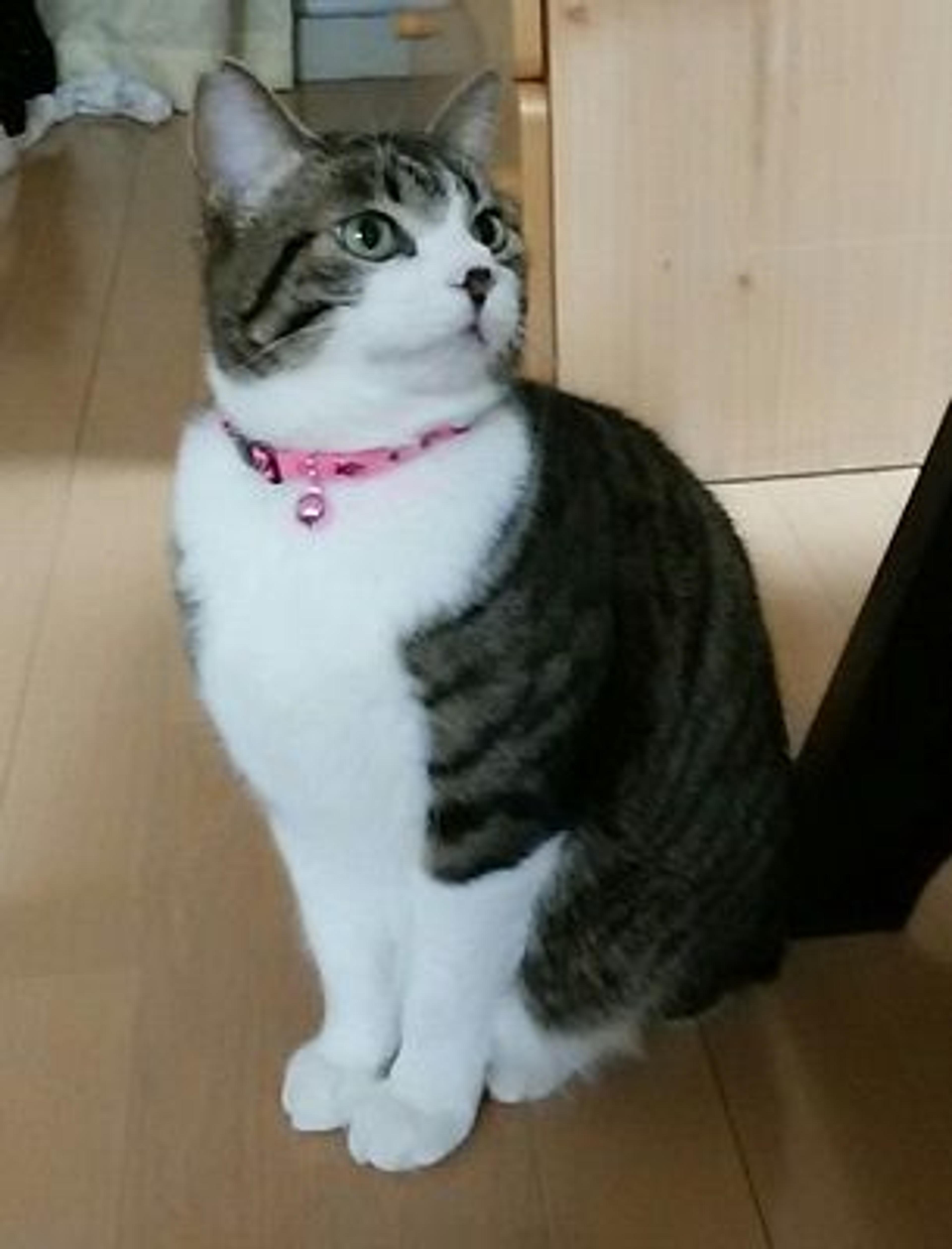 pet-image-2