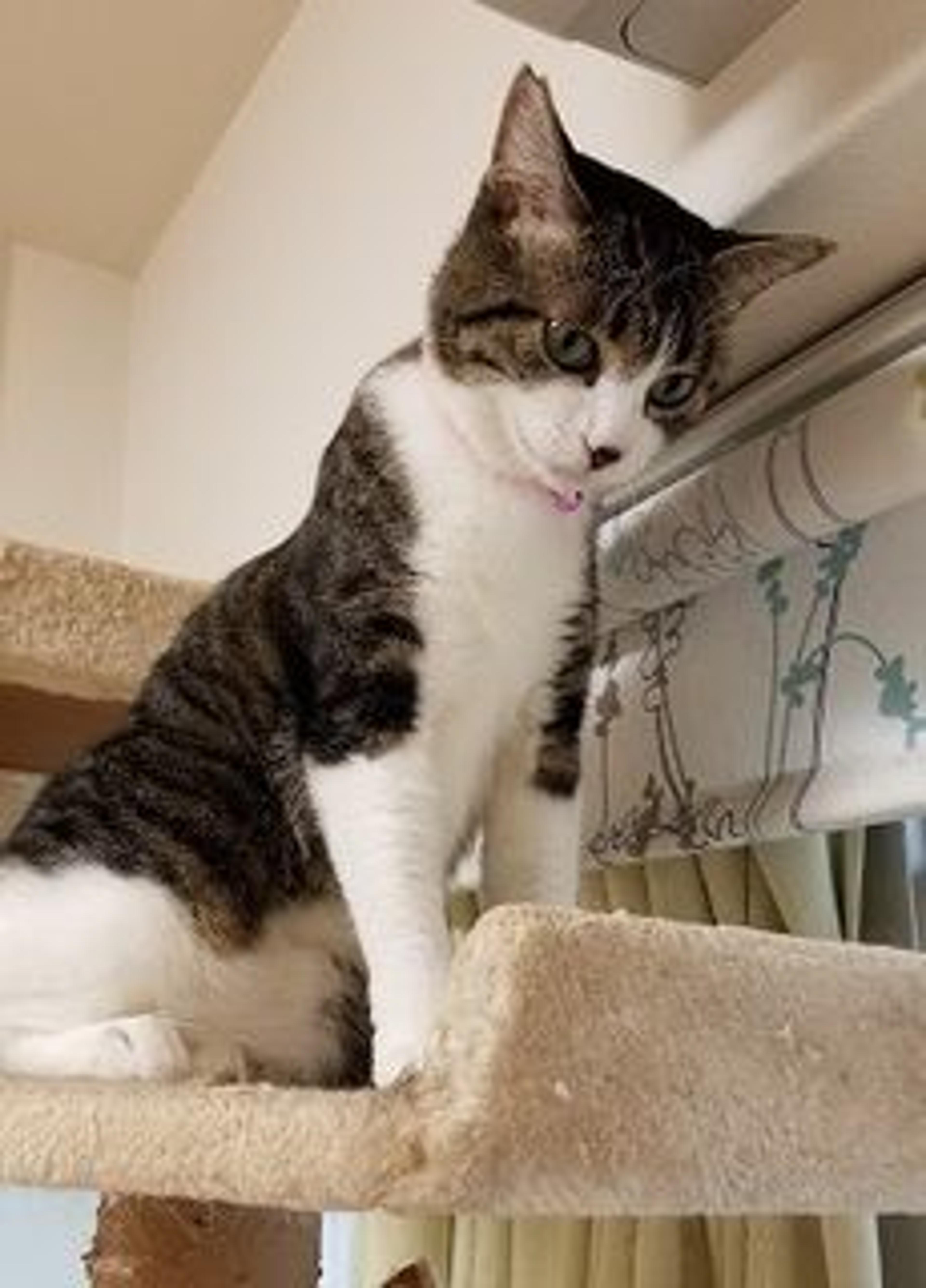 pet-image-3
