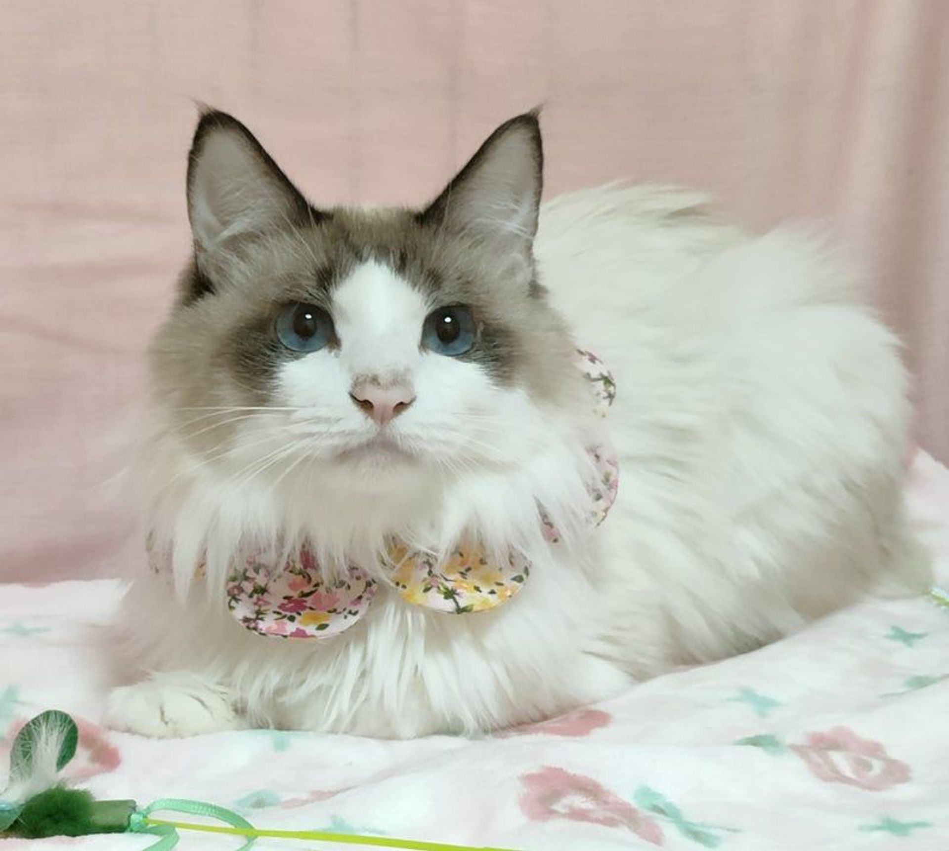 雑種（ミックス猫）・オスの里親募集の写真