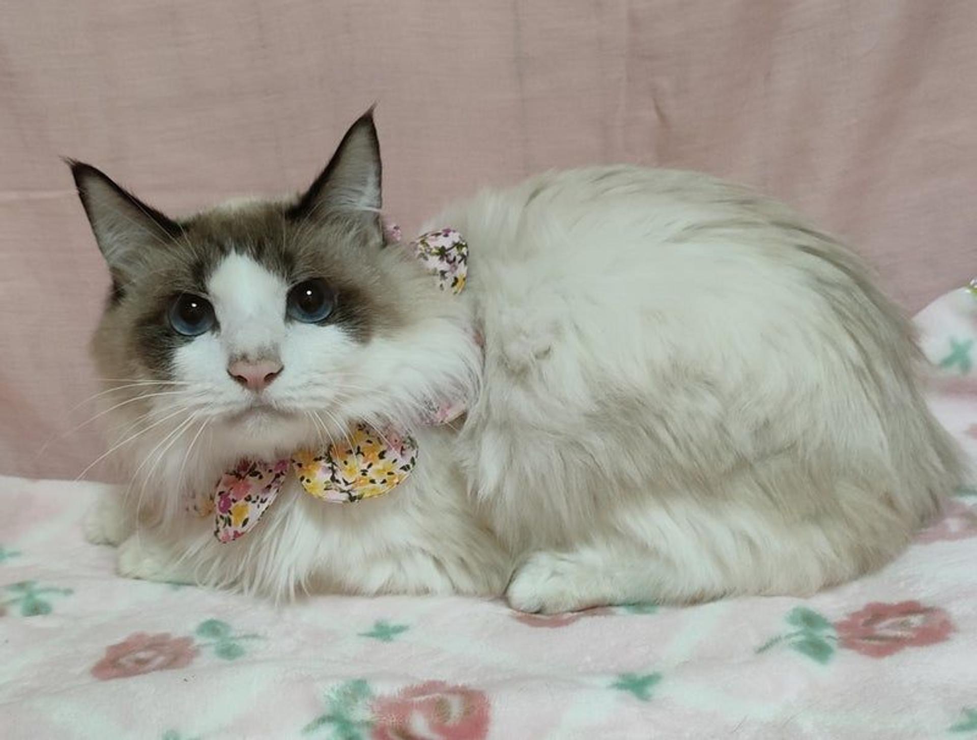 pet-image-3