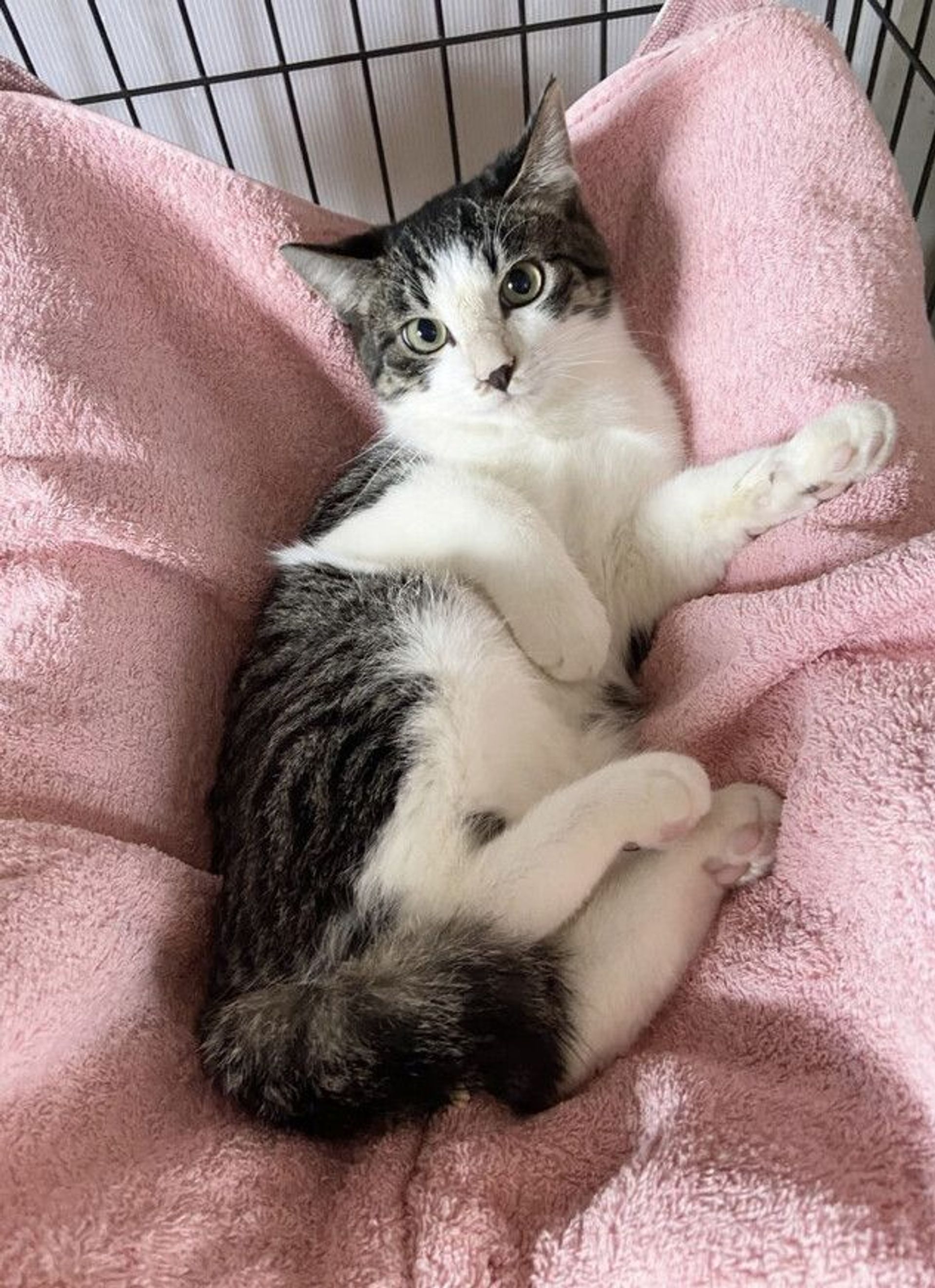 雑種（ミックス猫）・オスの里親募集の写真