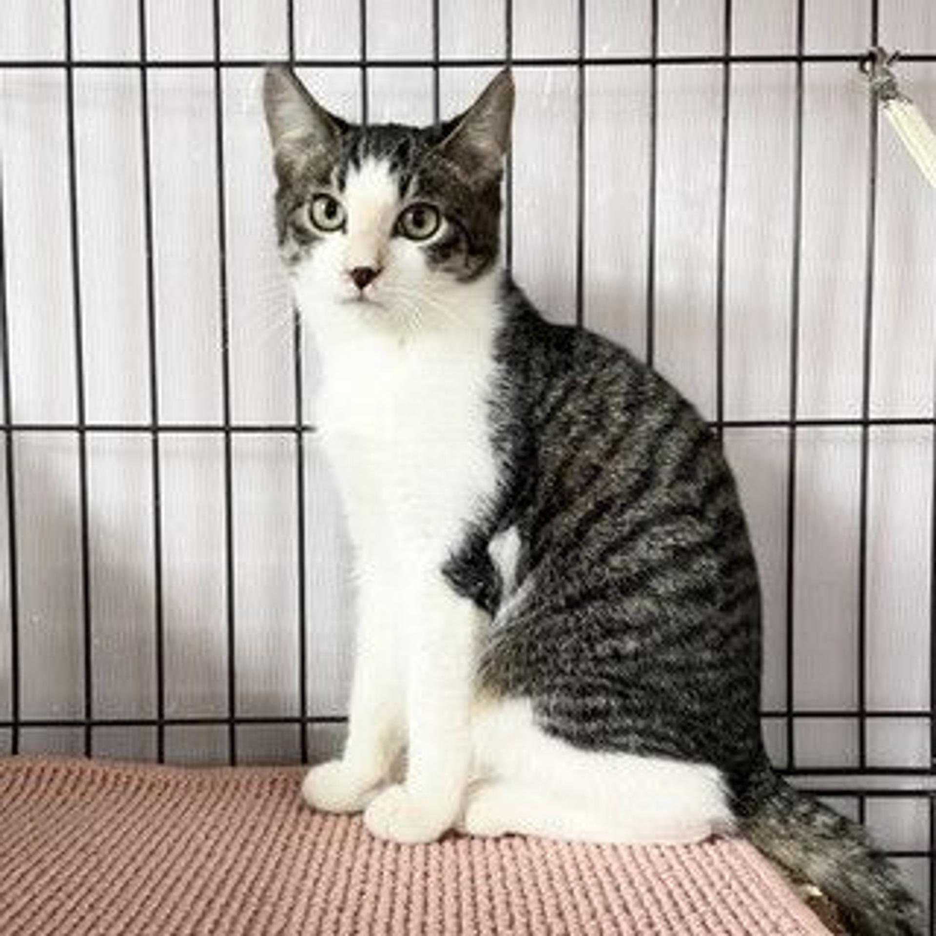 pet-image-3