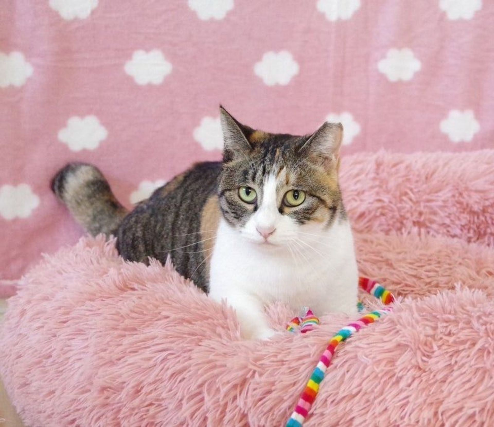 日本猫・メスの里親募集の写真