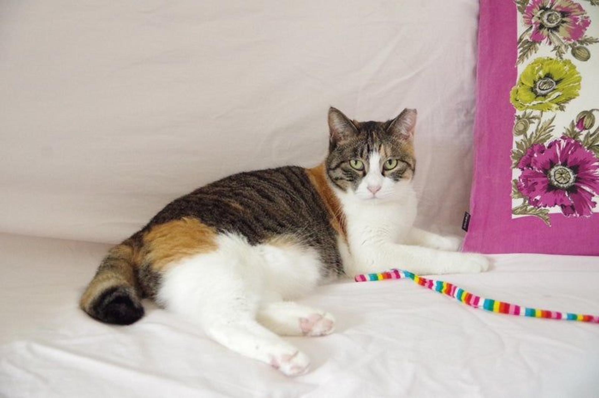 pet-image-3
