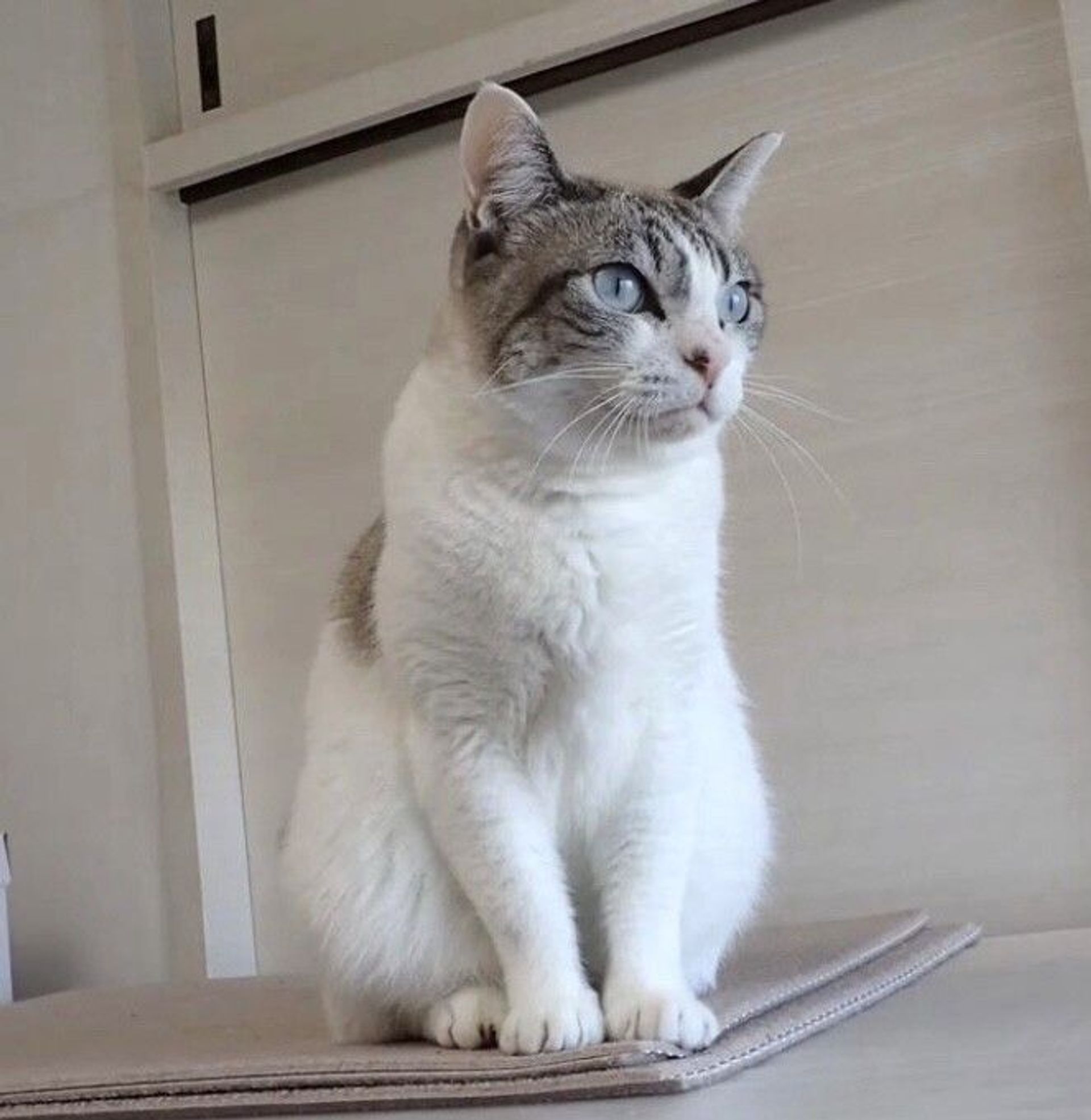 雑種（ミックス猫）・メスの里親募集の写真