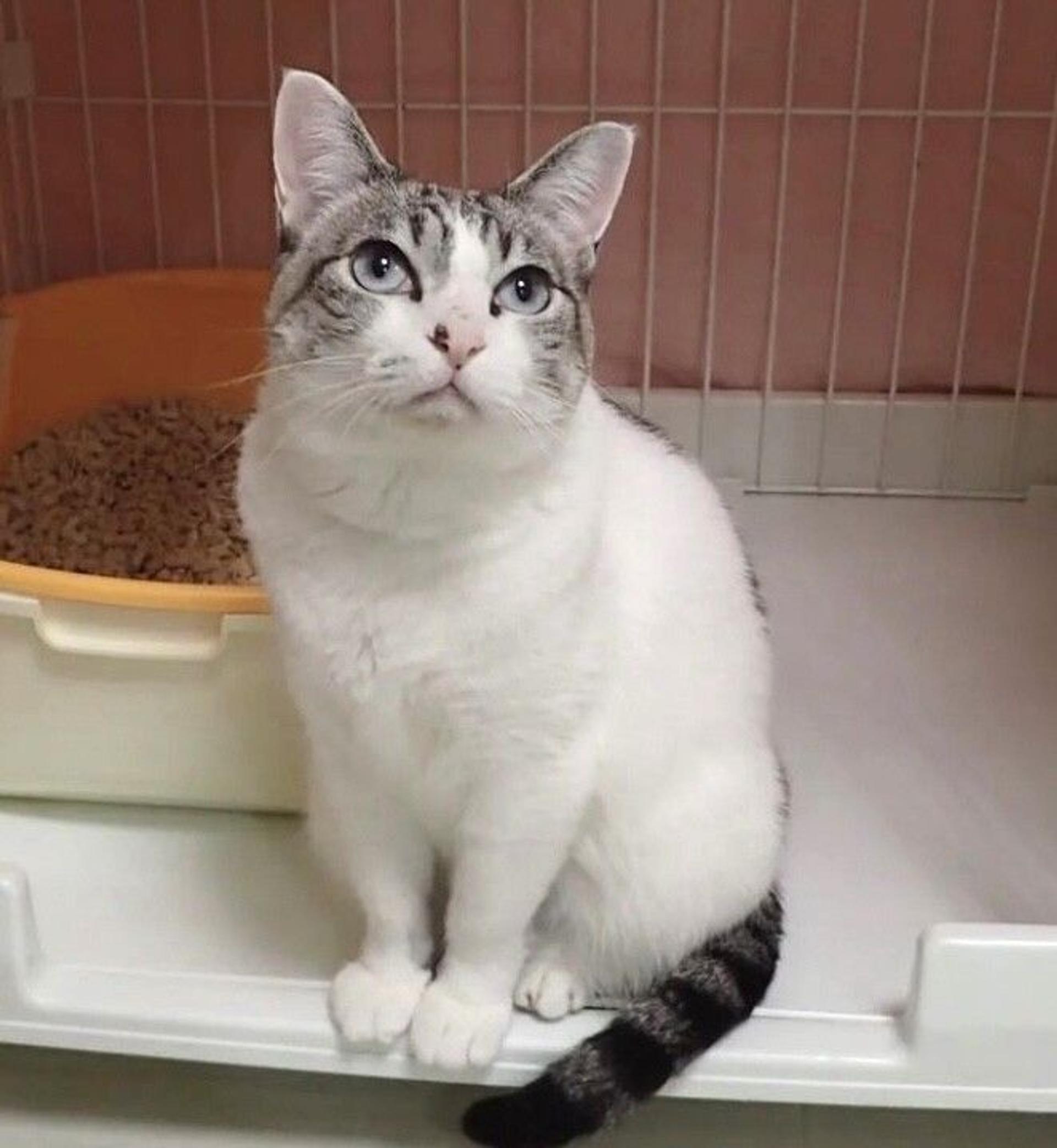 pet-image-2