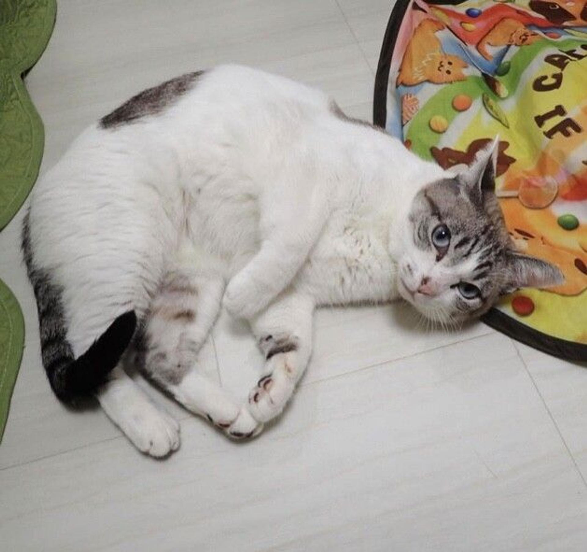 pet-image-3
