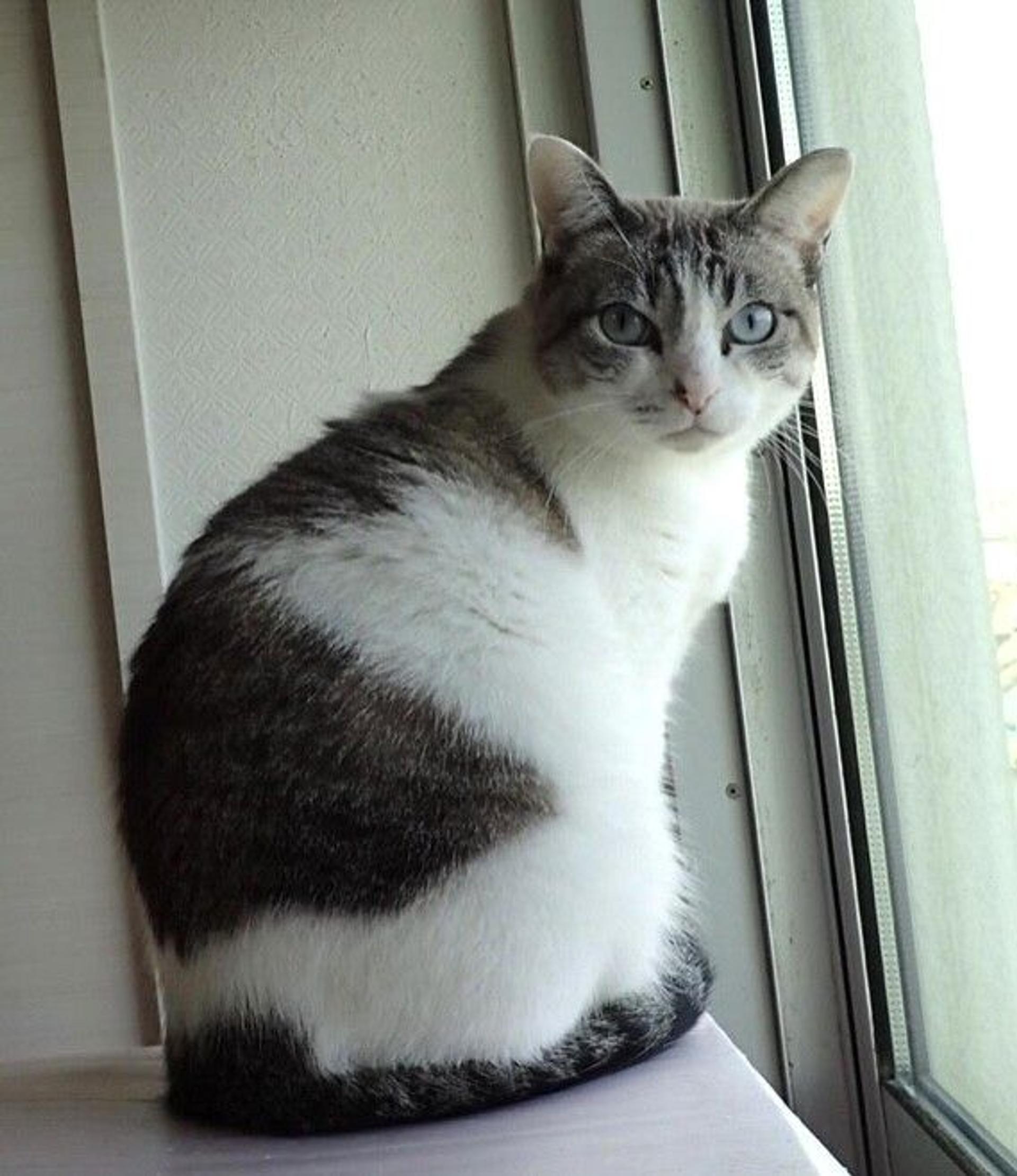 pet-image-4