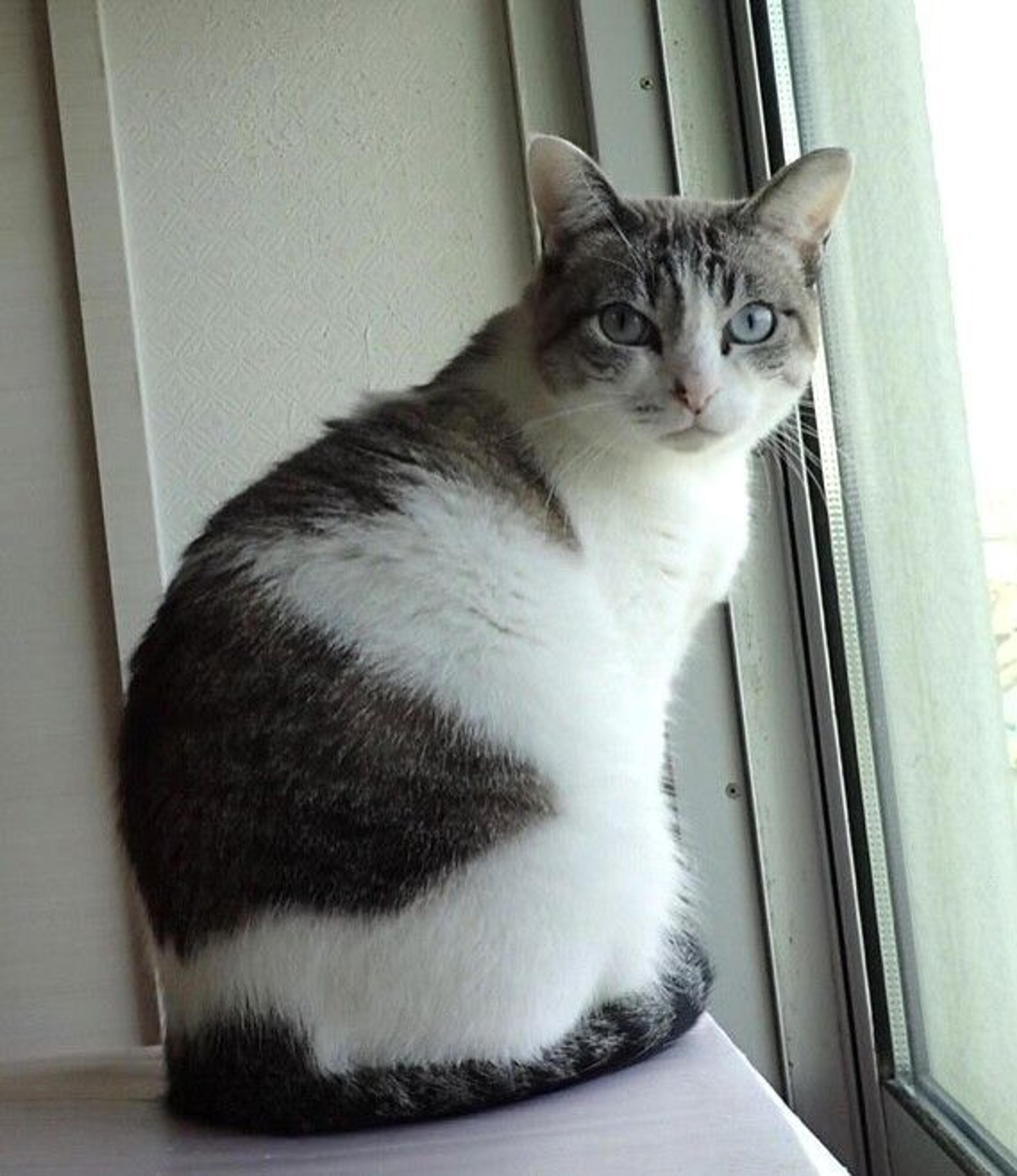 pet-image-4