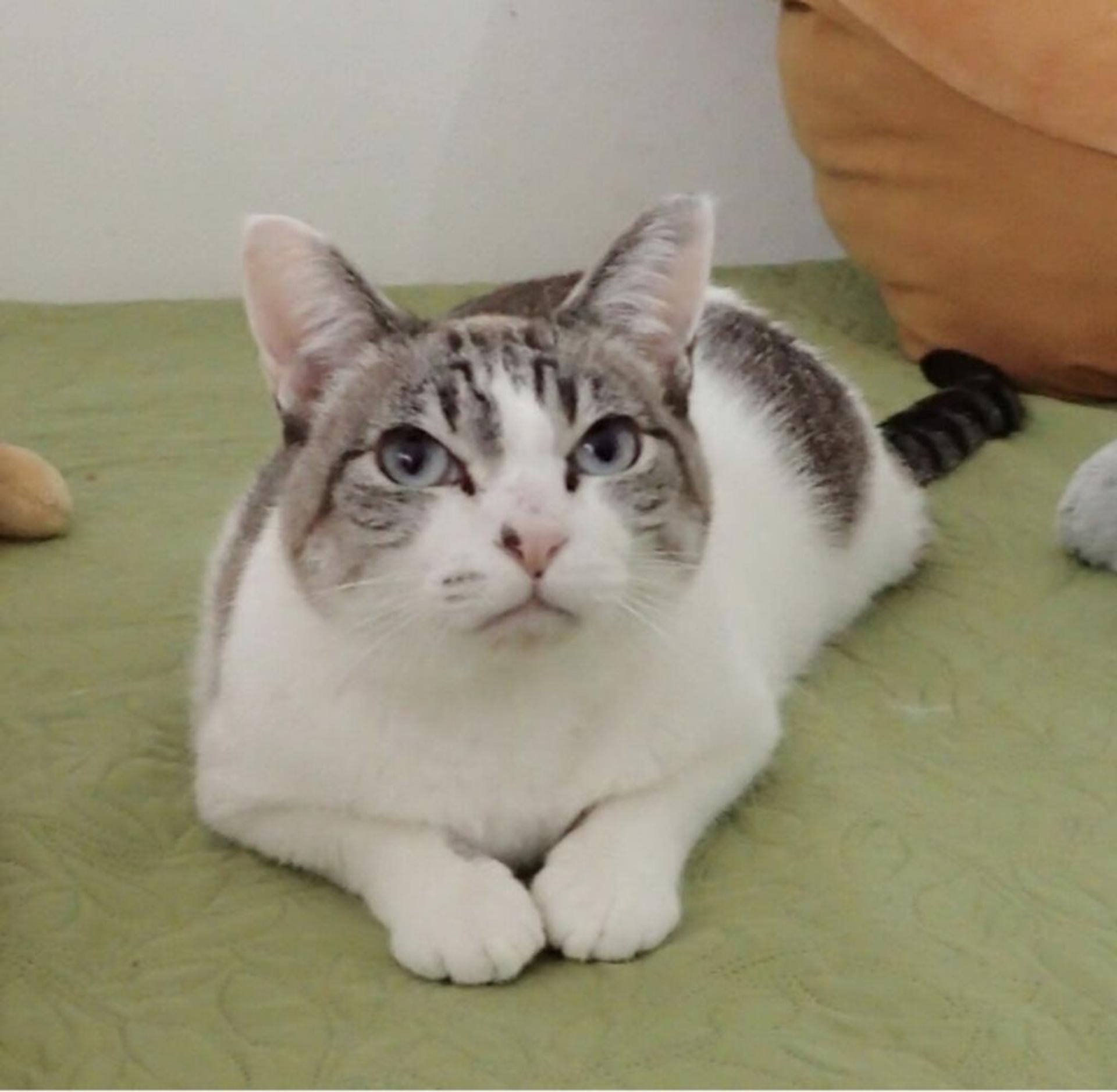 pet-image-5