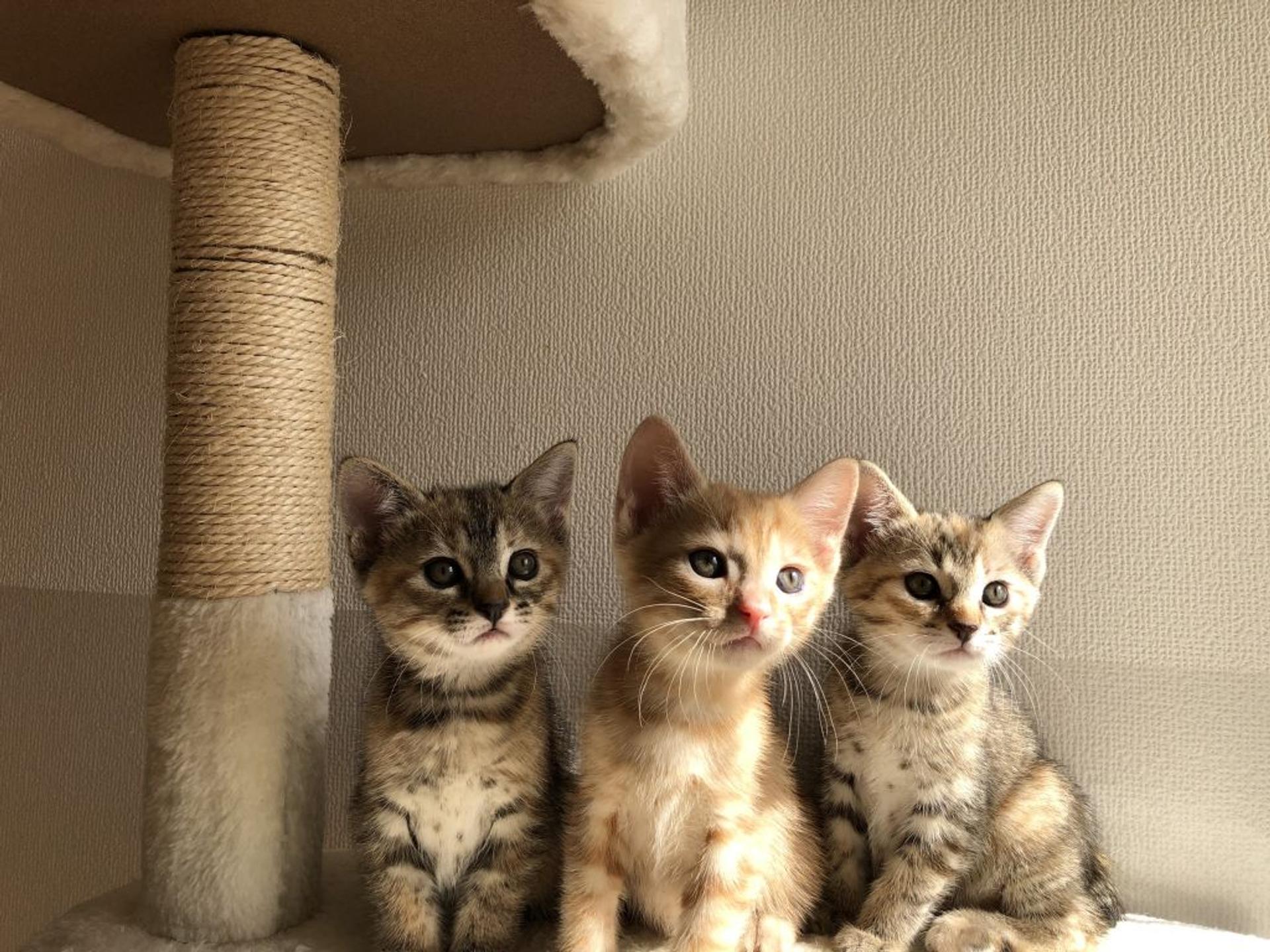 pet-image-4