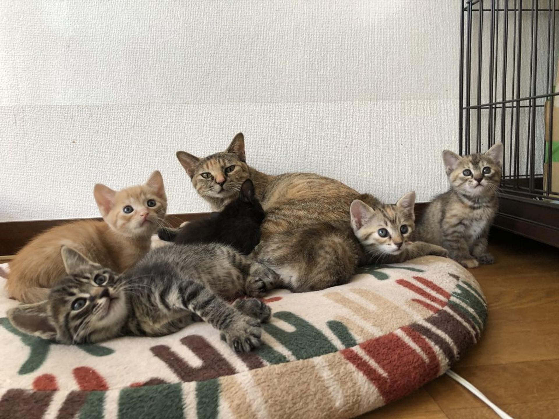 pet-image-6
