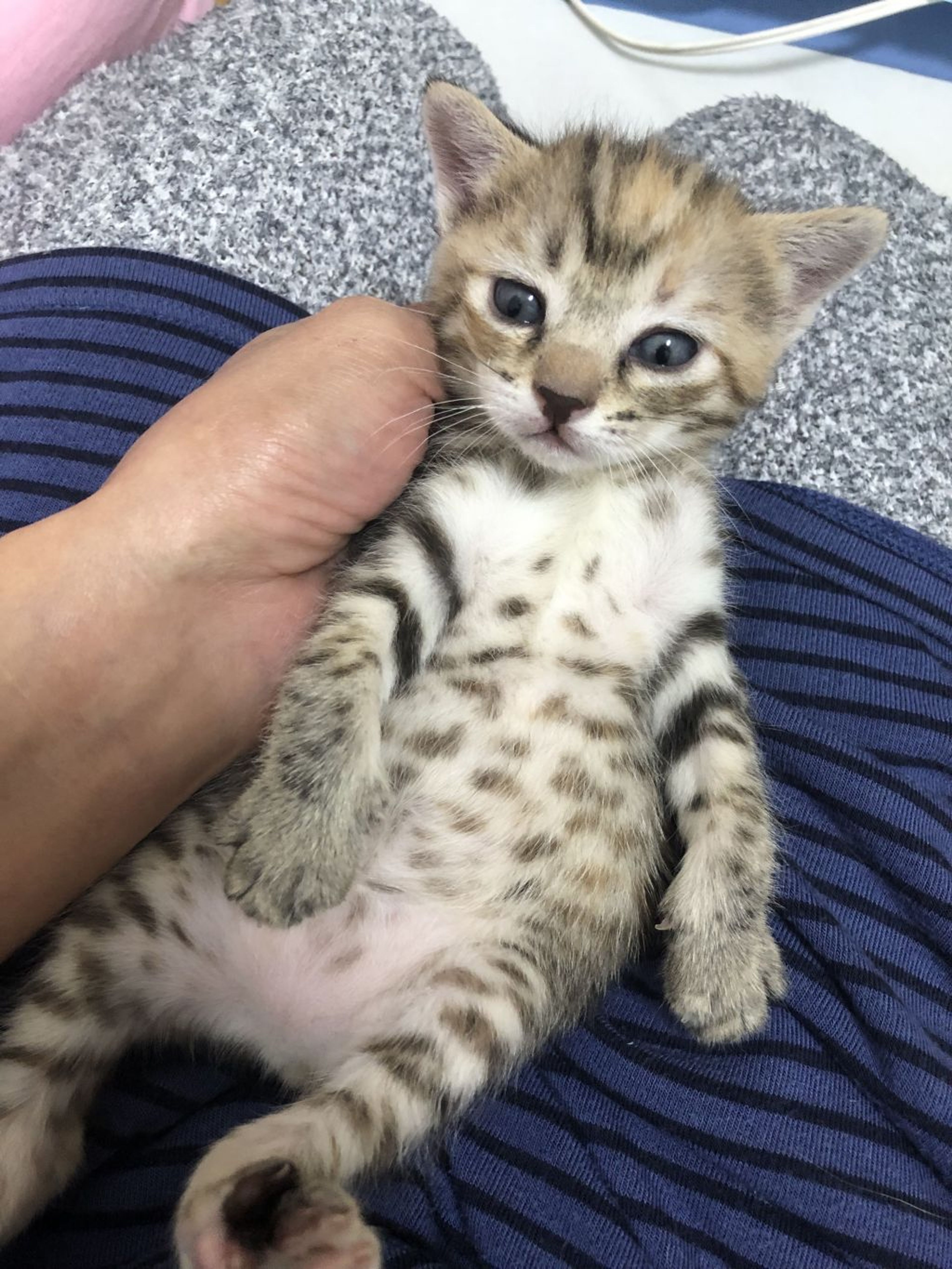 pet-image-8