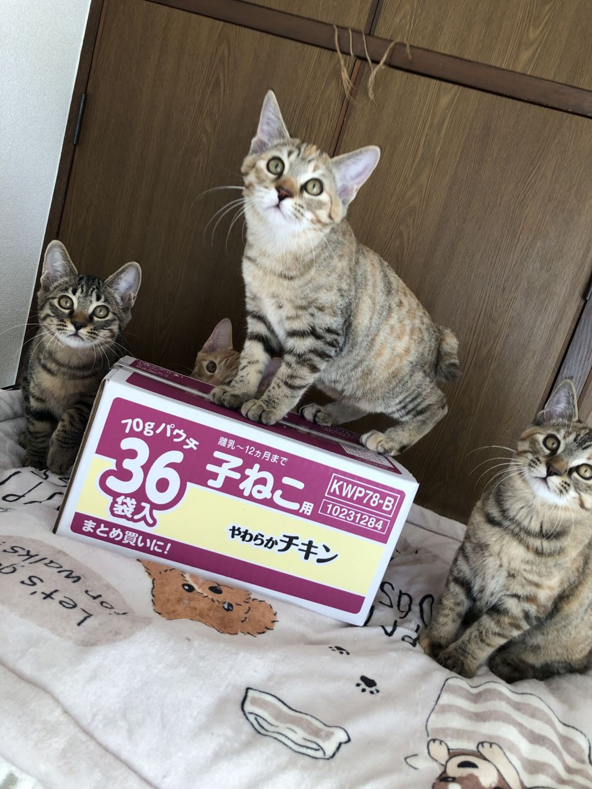 雑種（ミックス猫）・メスの里親募集の写真