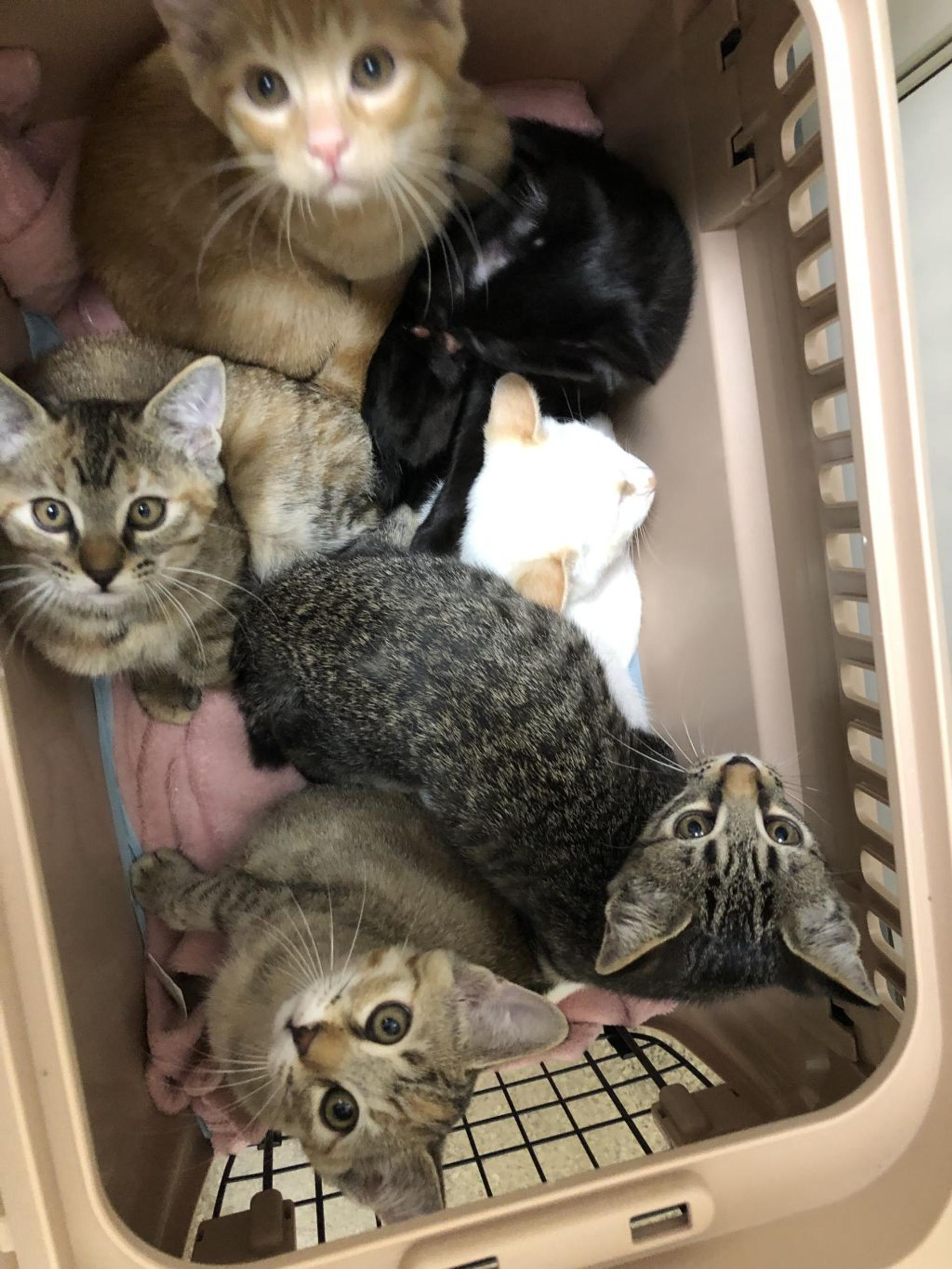 pet-image-9