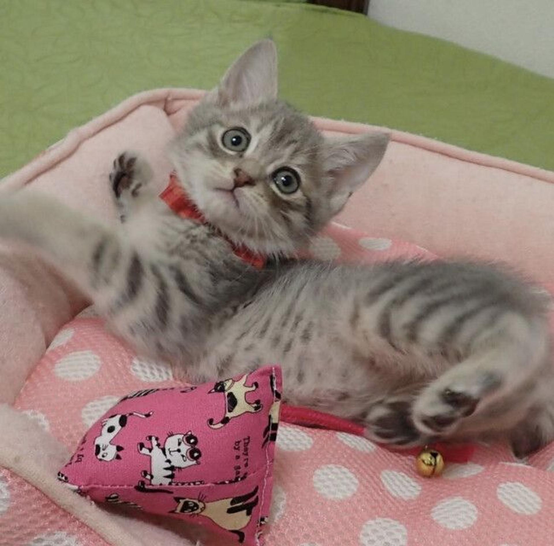 pet-image-2