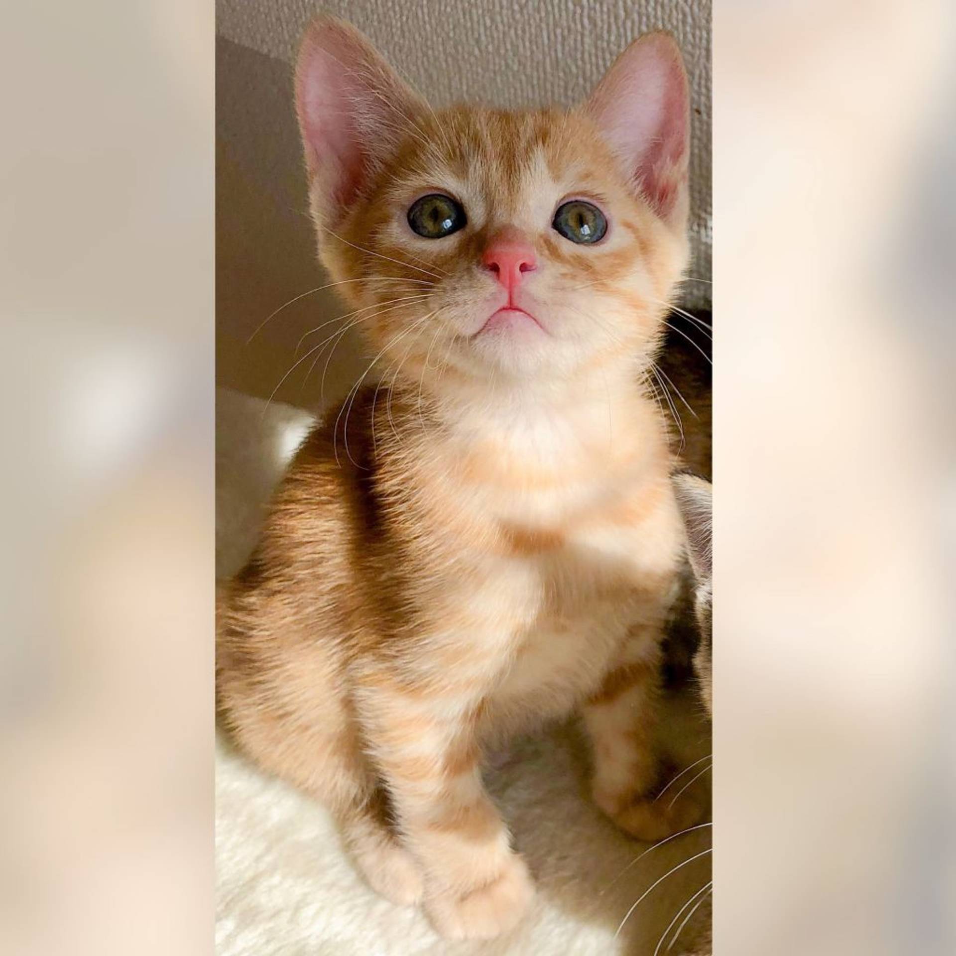 雑種（ミックス猫）・オスの里親募集の写真