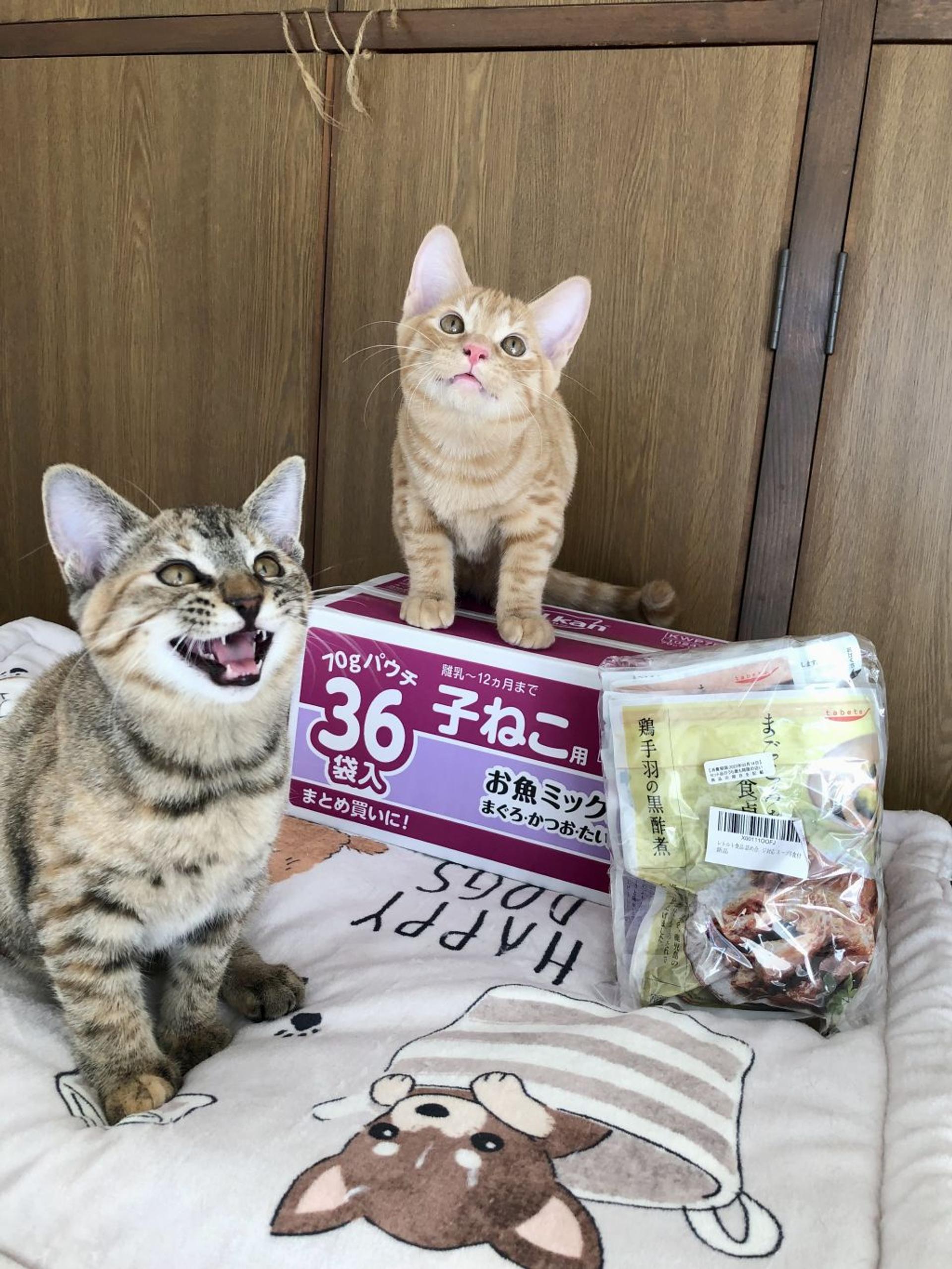 pet-image-6