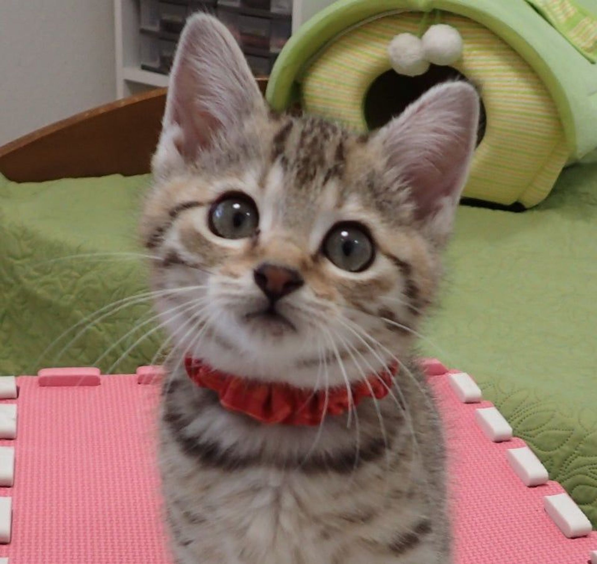 雑種（ミックス猫）・オスの里親募集の写真
