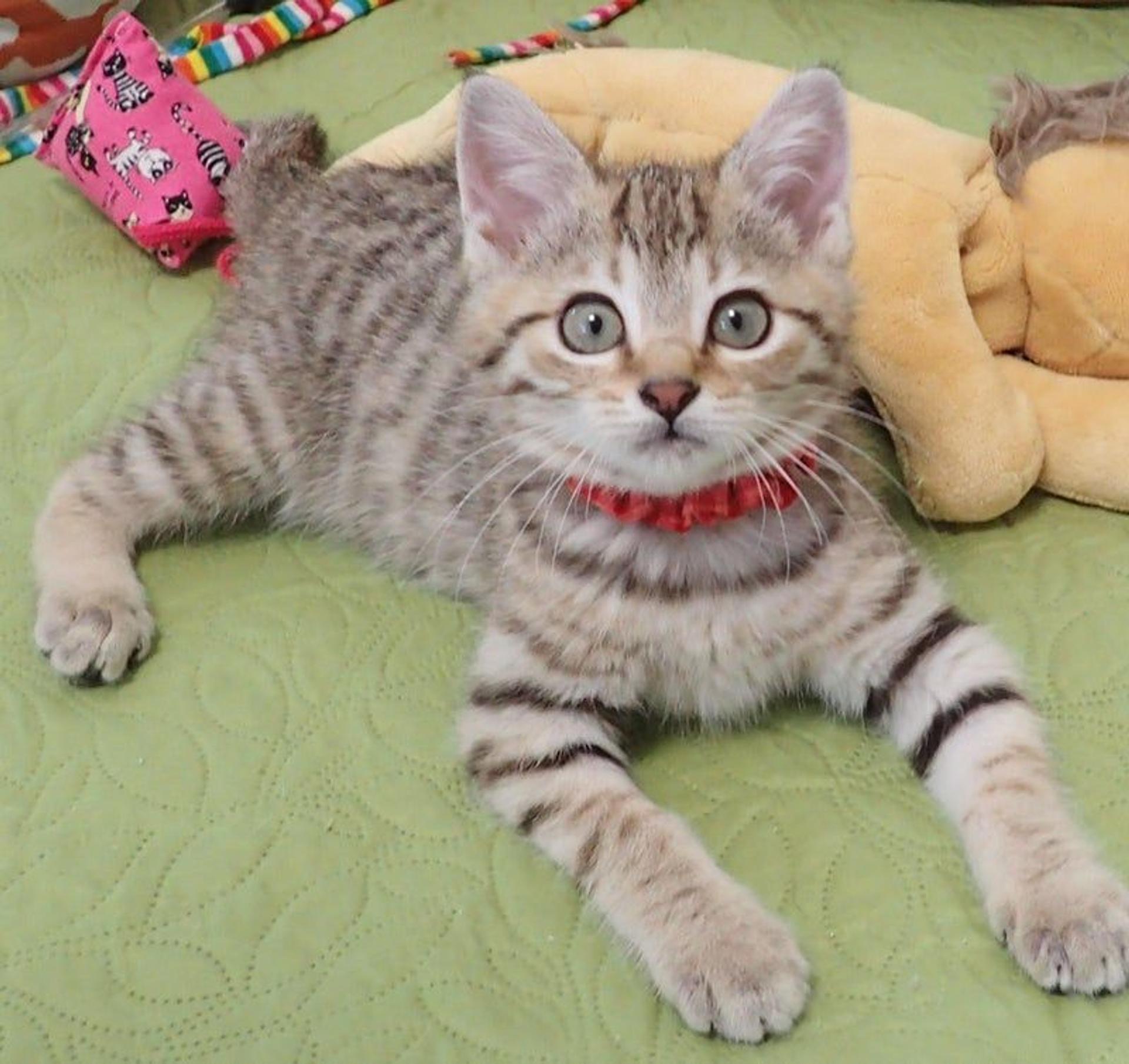 pet-image-3