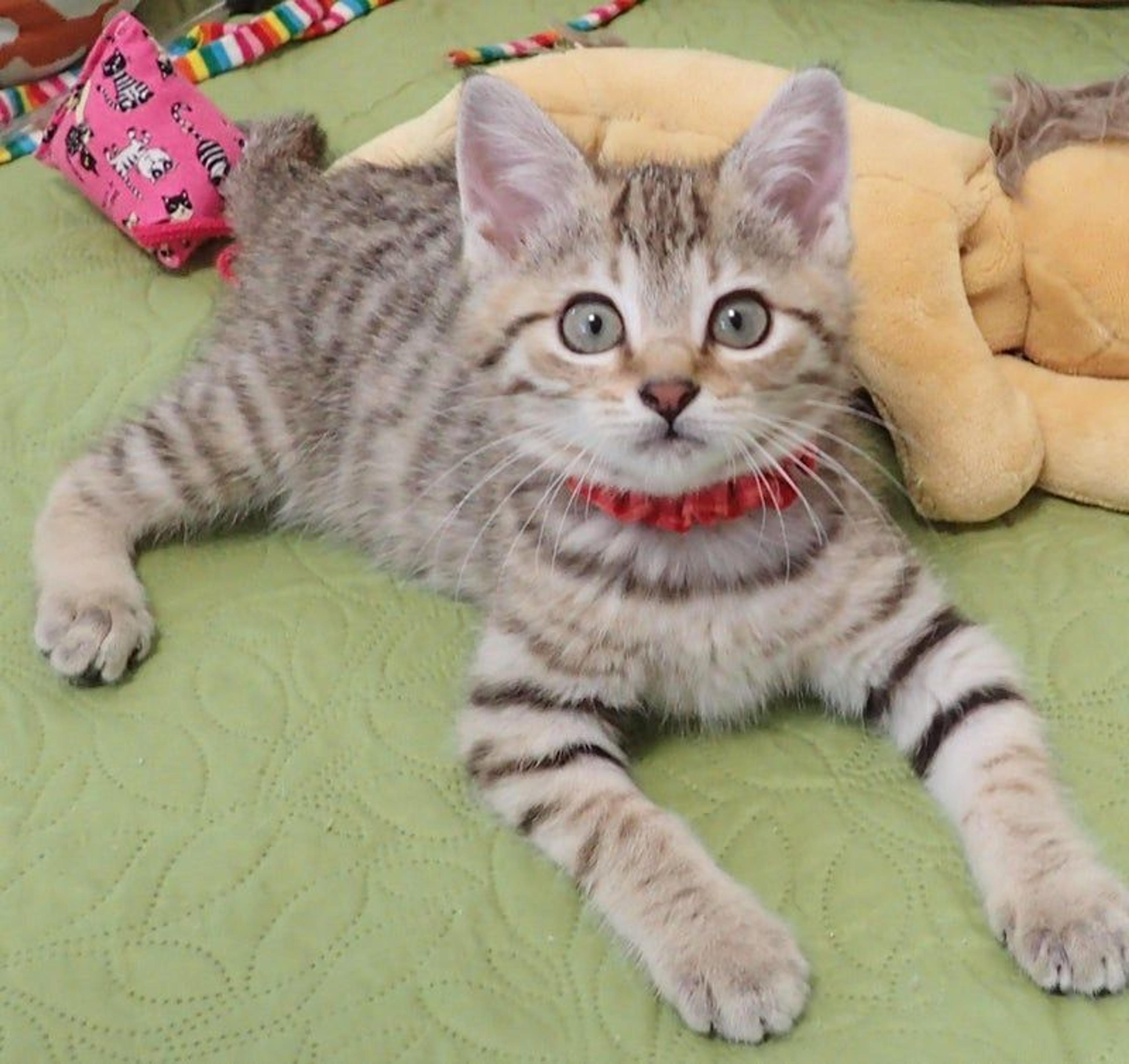 pet-image-3