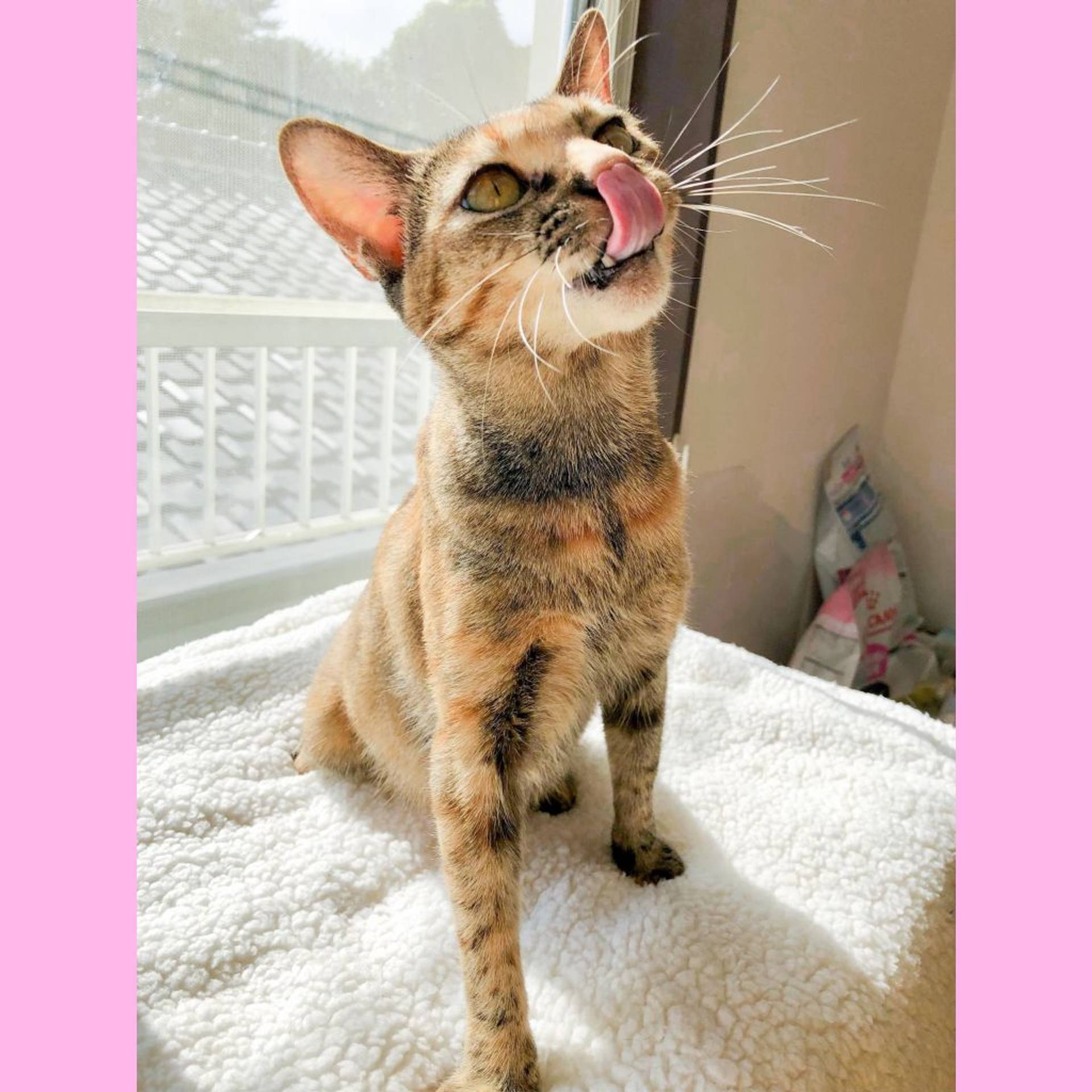 雑種（ミックス猫）・メスの里親募集の写真