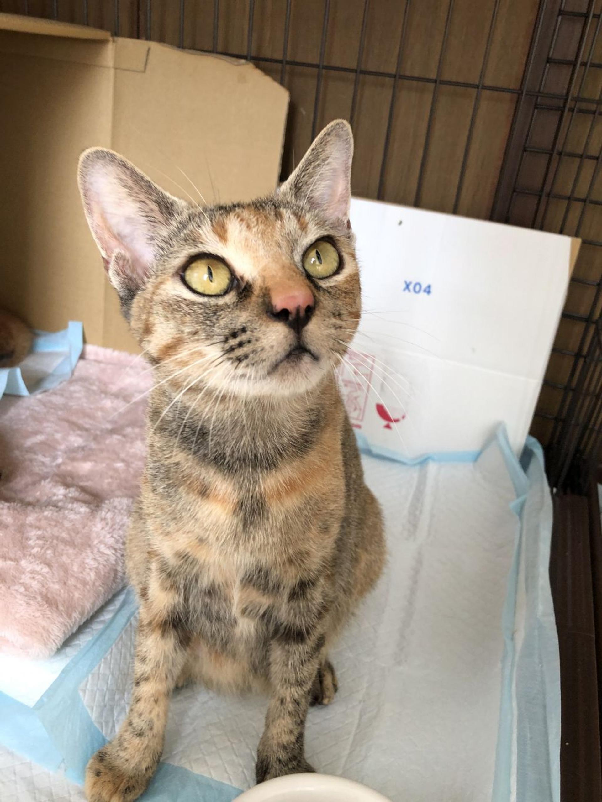 pet-image-3