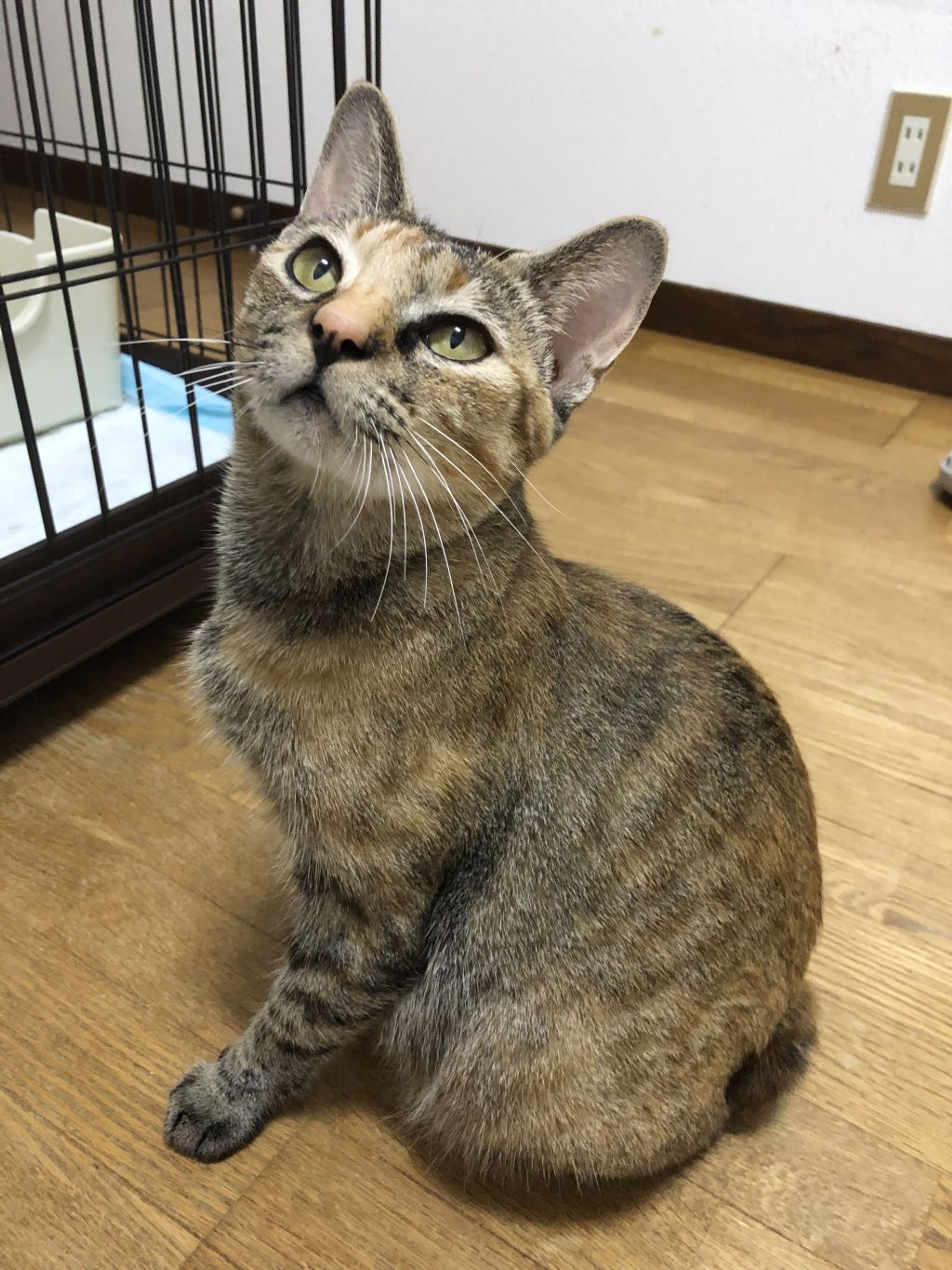 pet-image-4