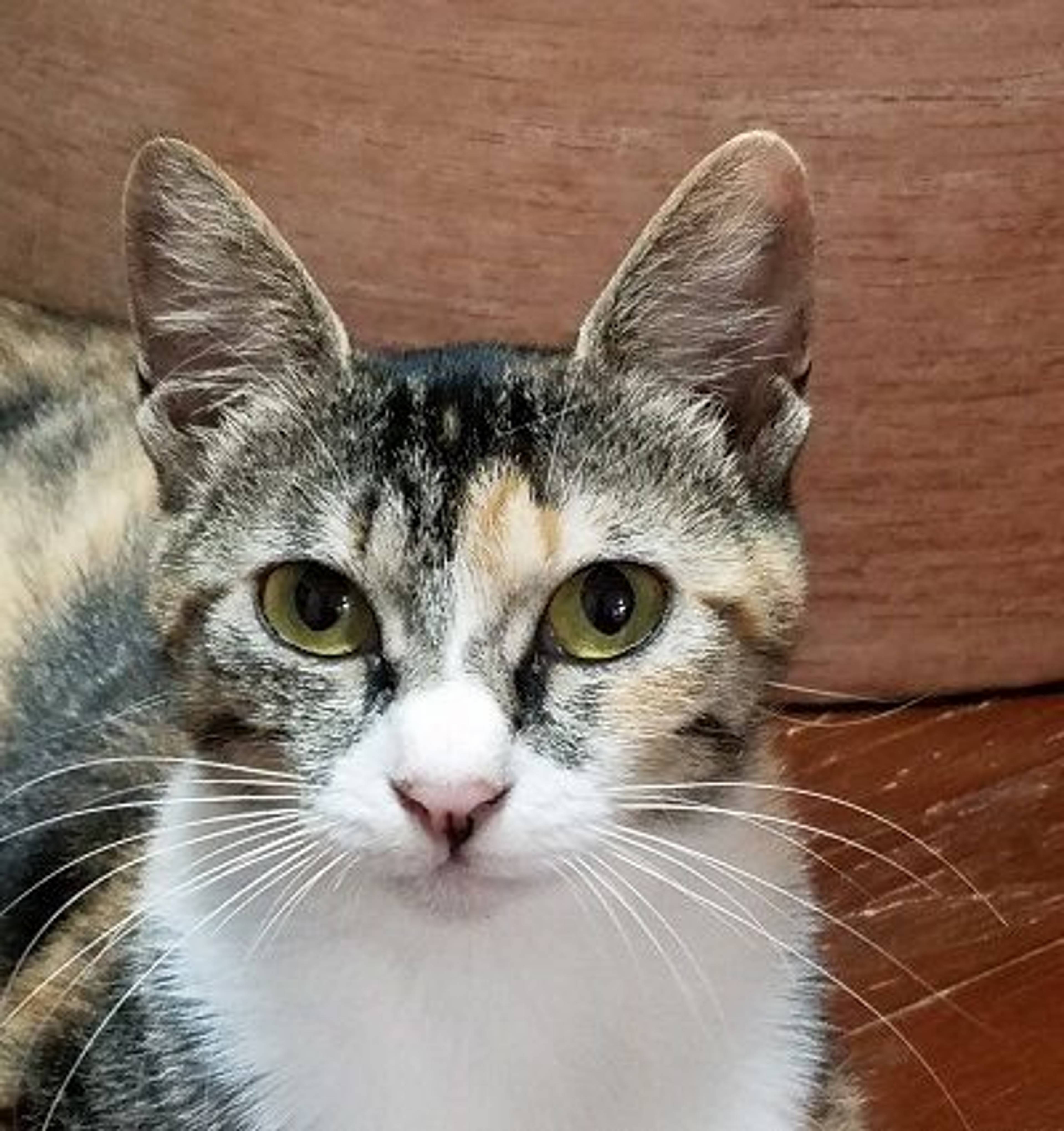 雑種（ミックス猫）・メスの里親募集の写真