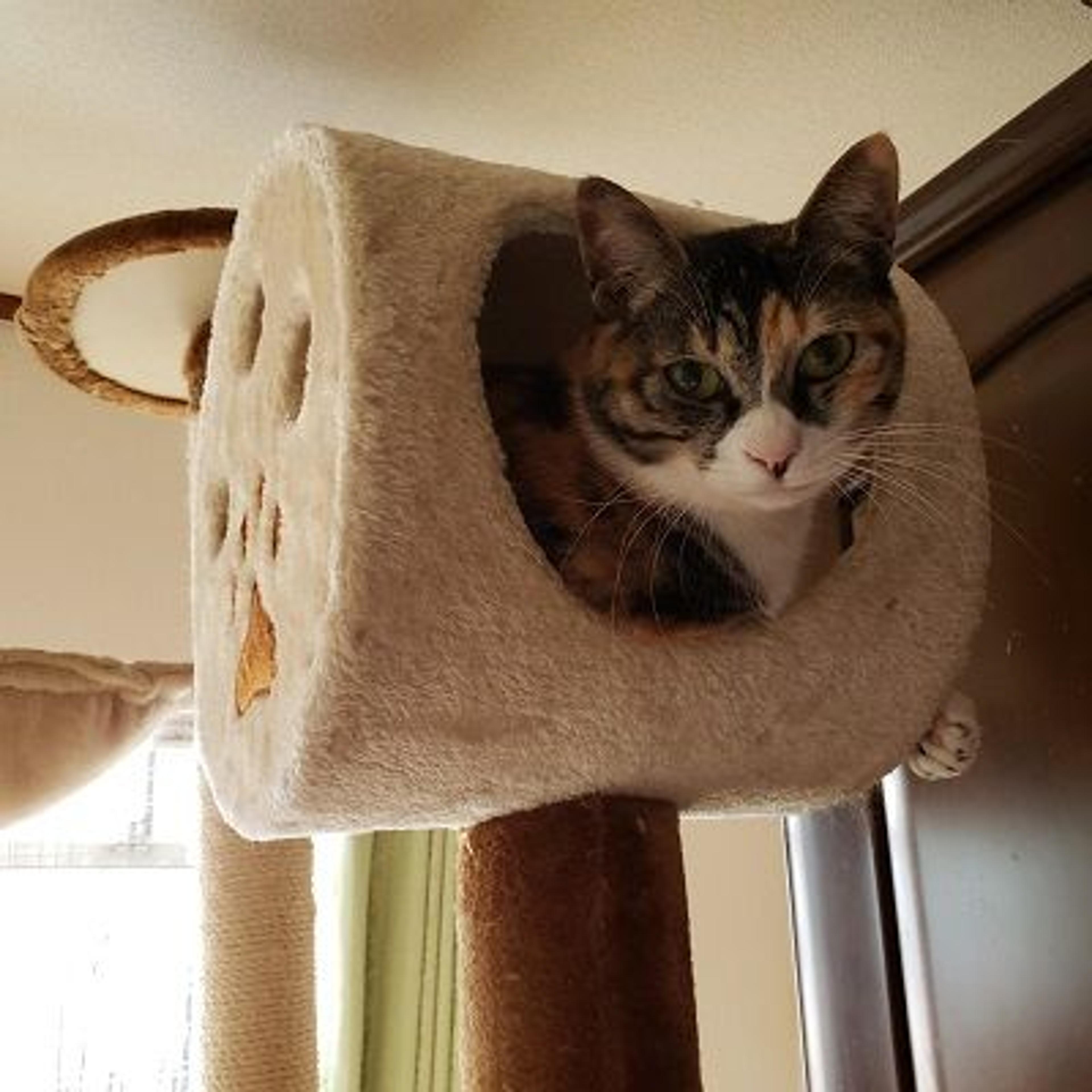 pet-image-2