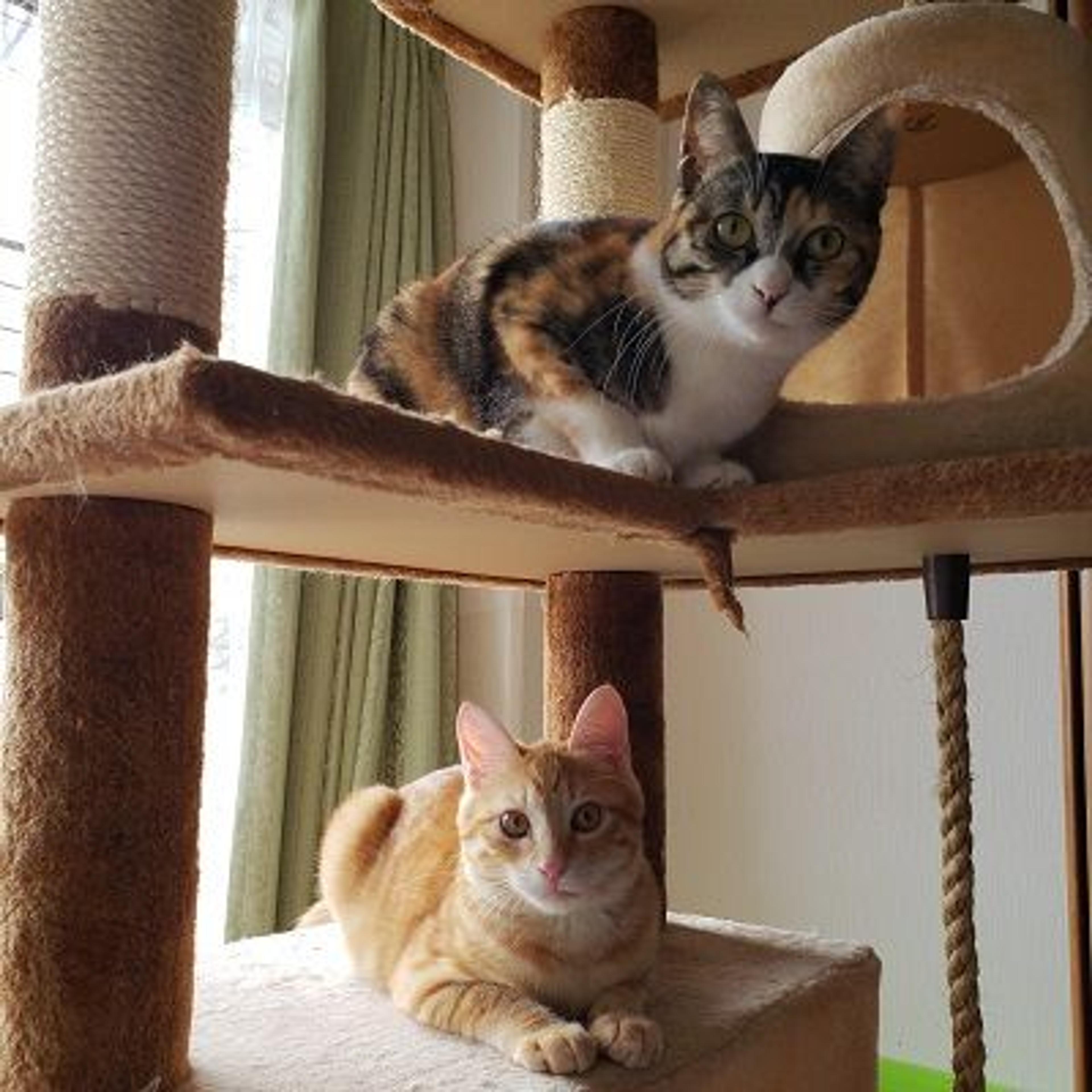 pet-image-3