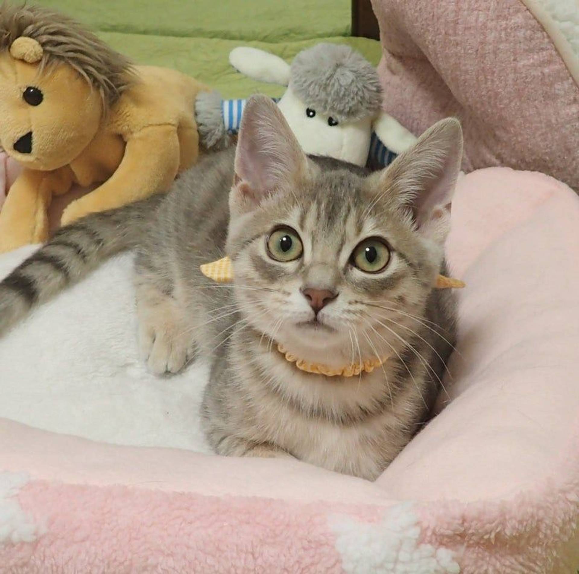雑種（ミックス猫）・オスの里親募集の写真
