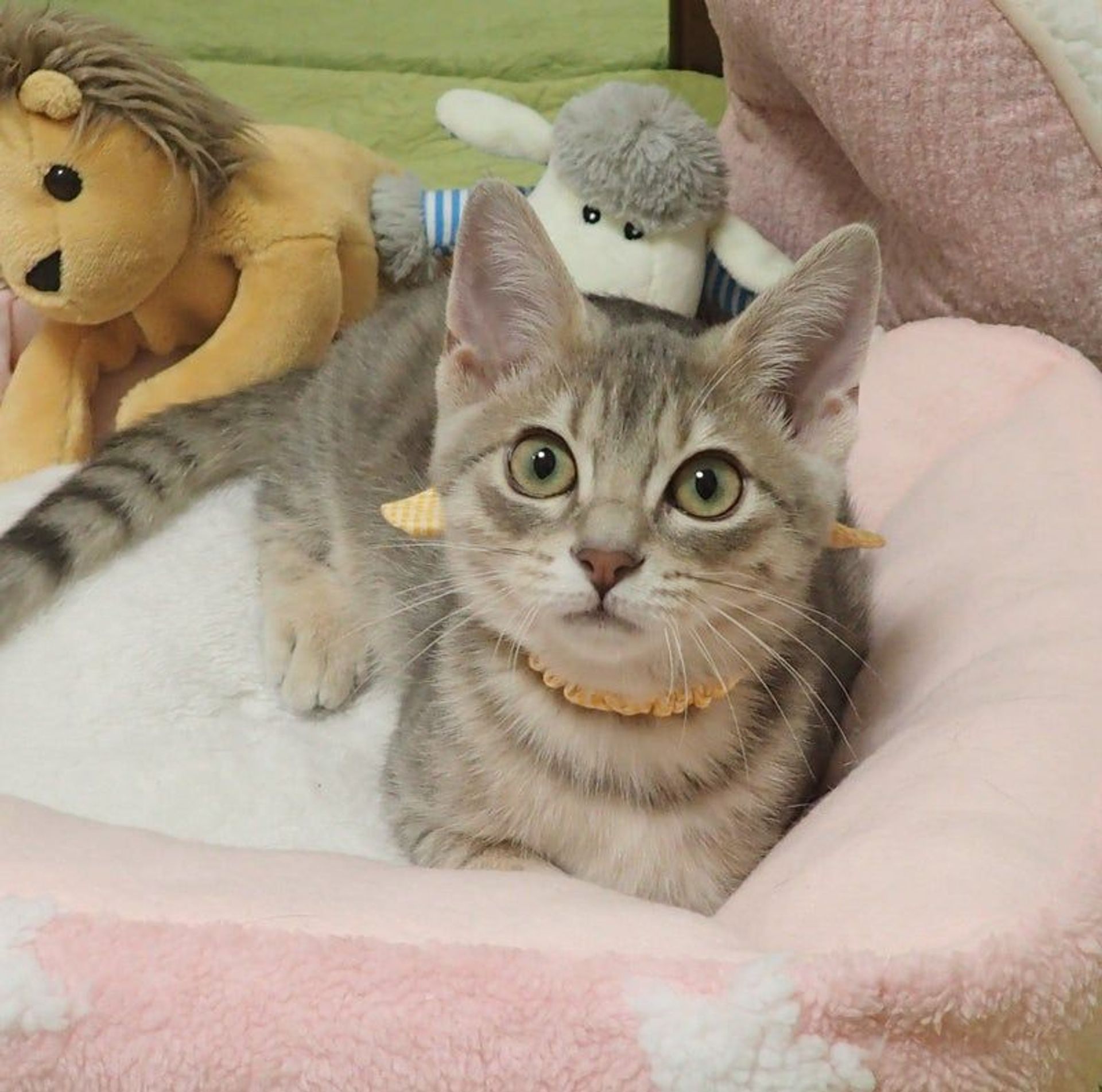 雑種（ミックス猫）・オスの里親募集の写真
