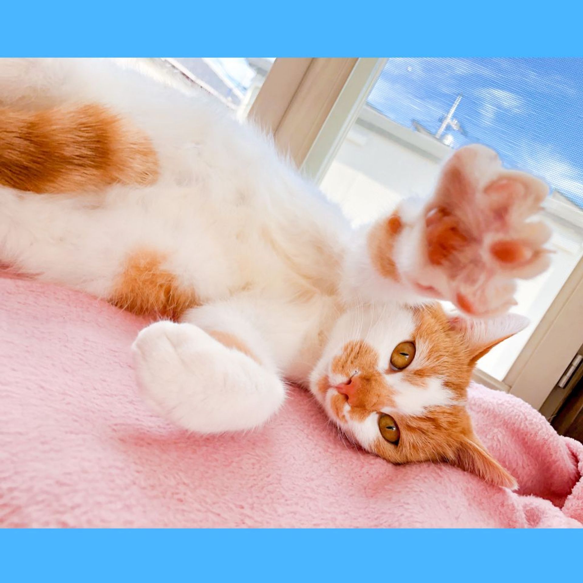 雑種（ミックス猫）・オスの里親募集の写真