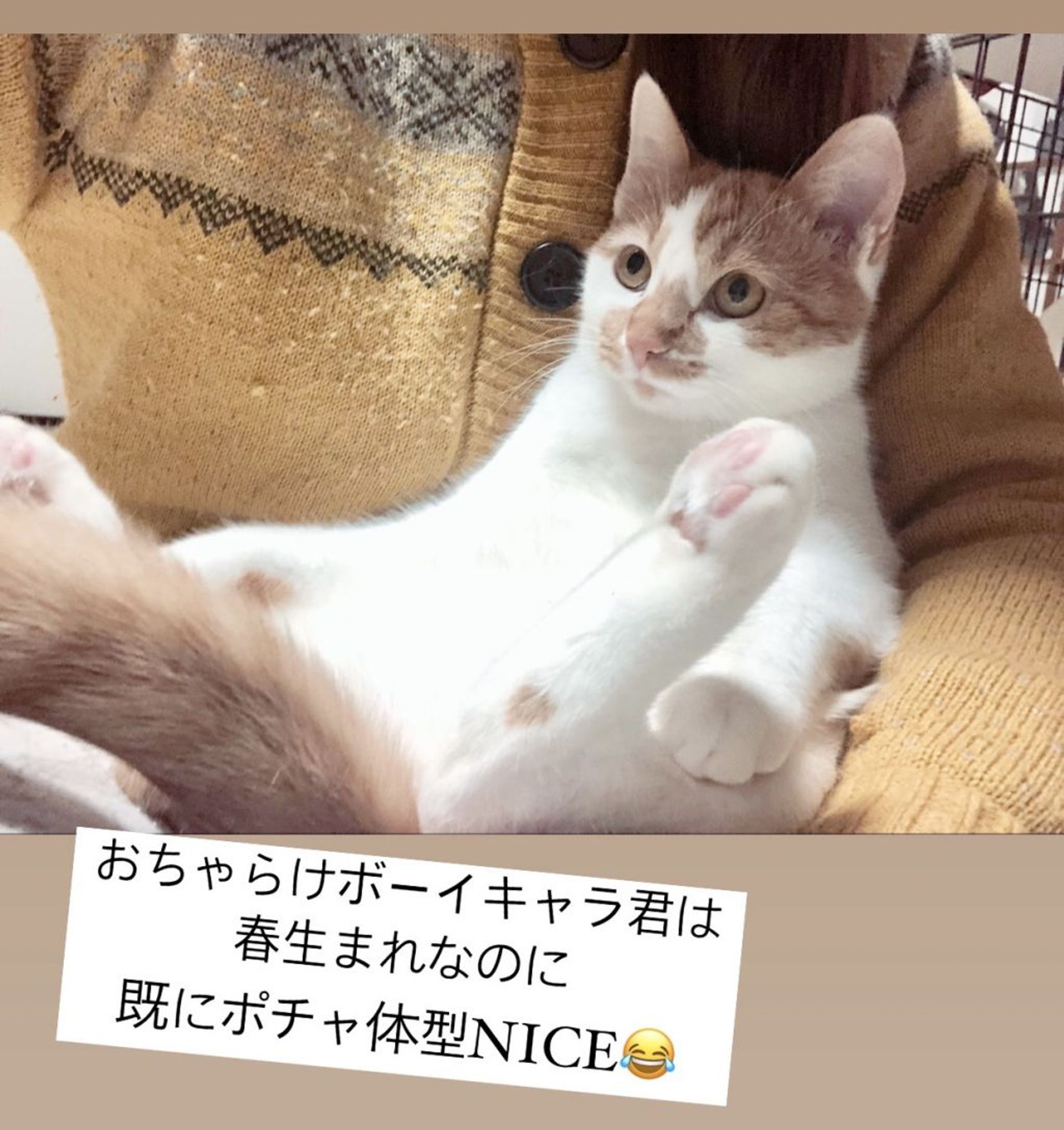 雑種（ミックス猫）・オスの里親募集の写真