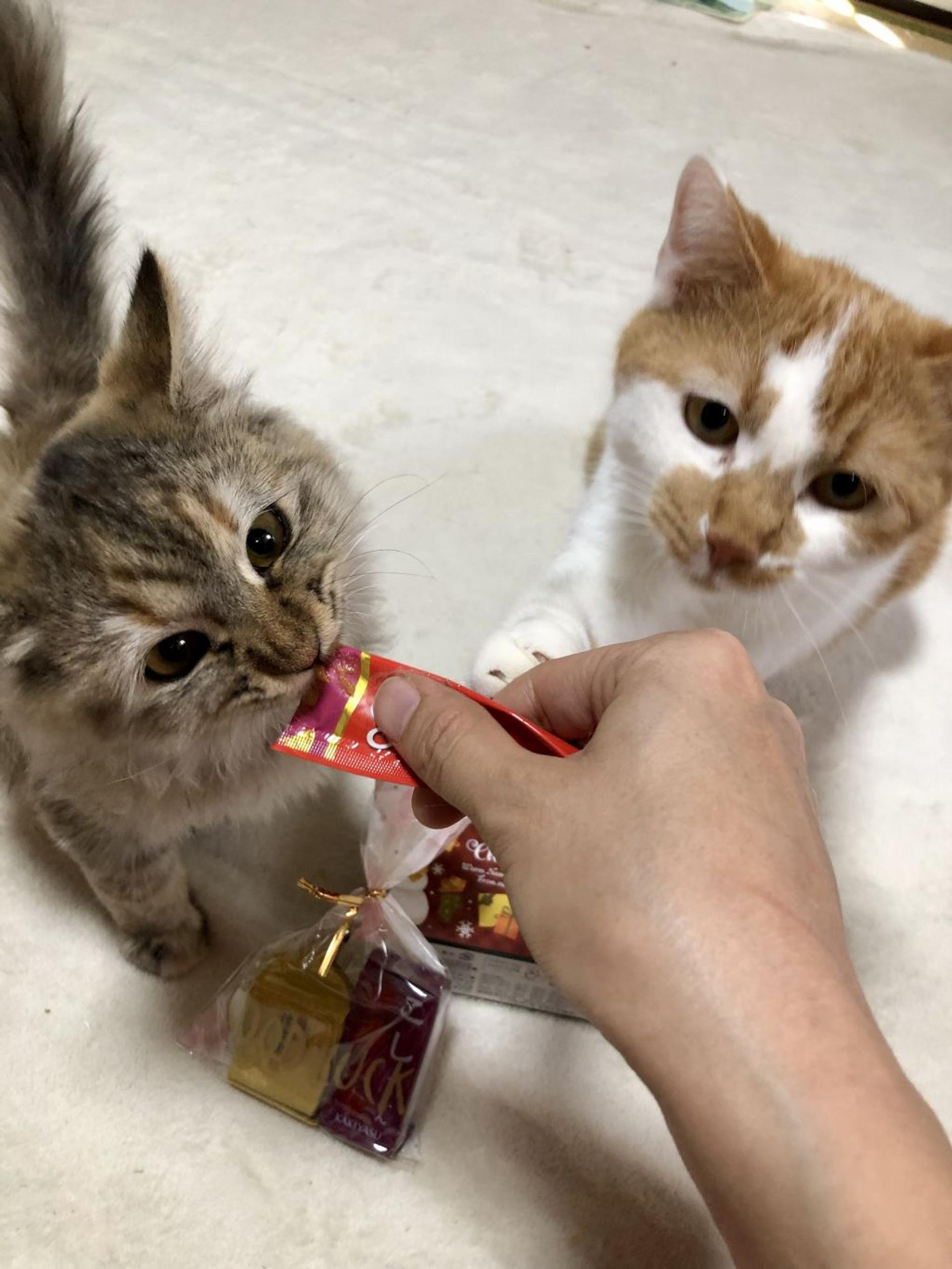 pet-image-4