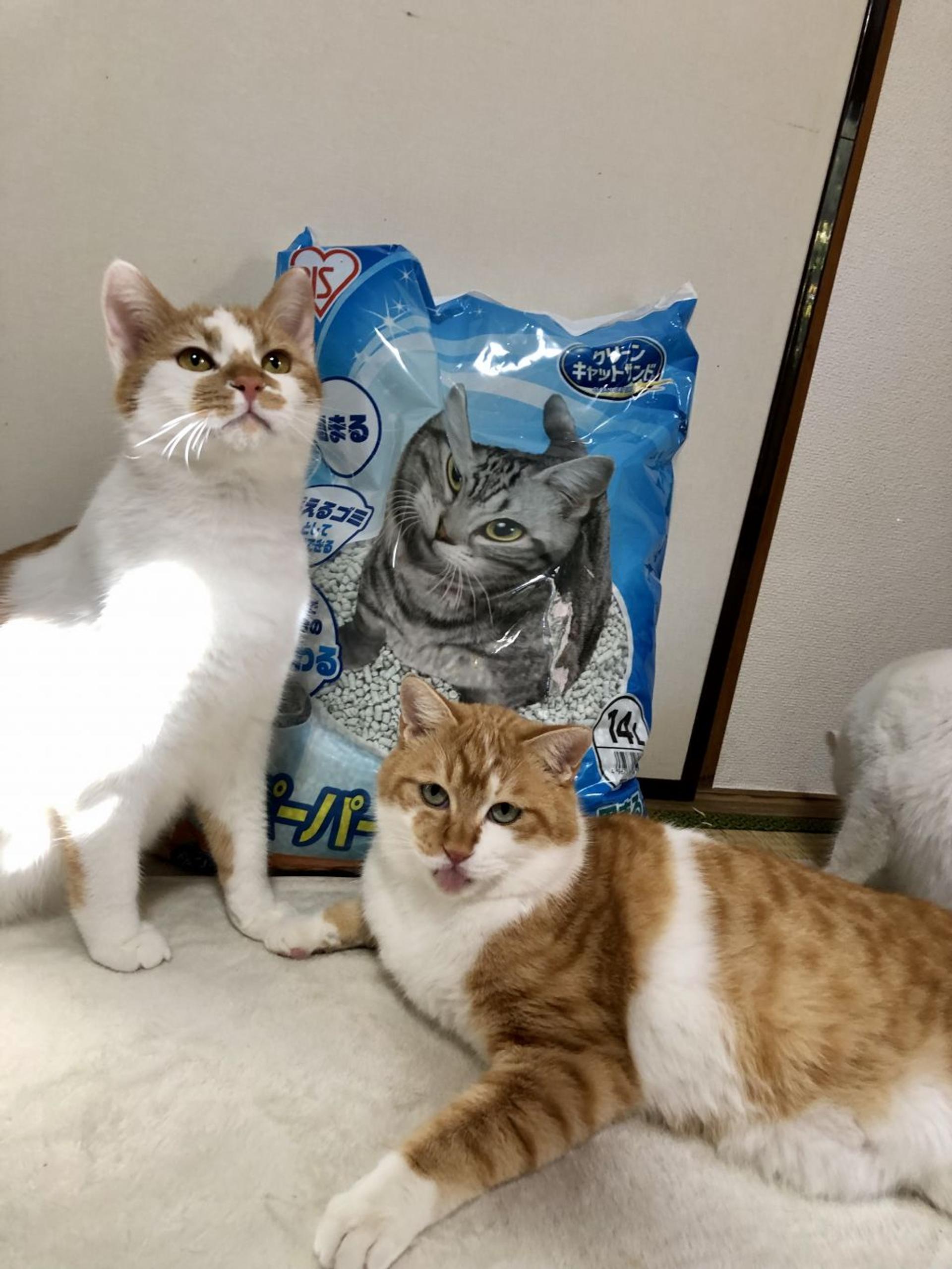 pet-image-5