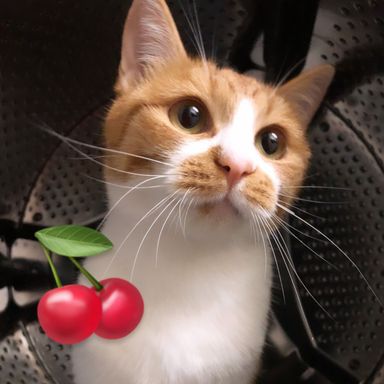 猫初心者子供OK人馴れ◎甘えん坊チェリーちゃん