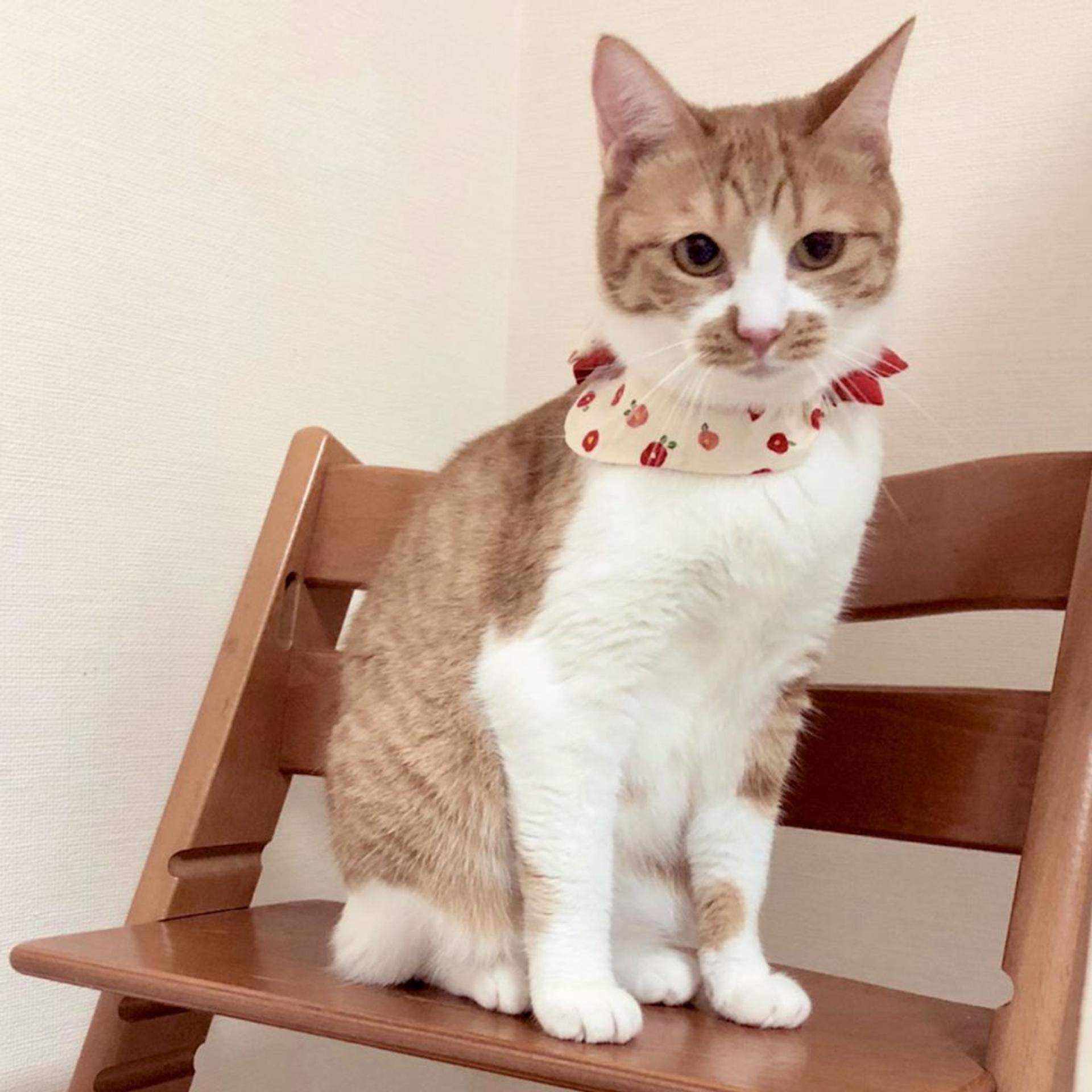 pet-image-2